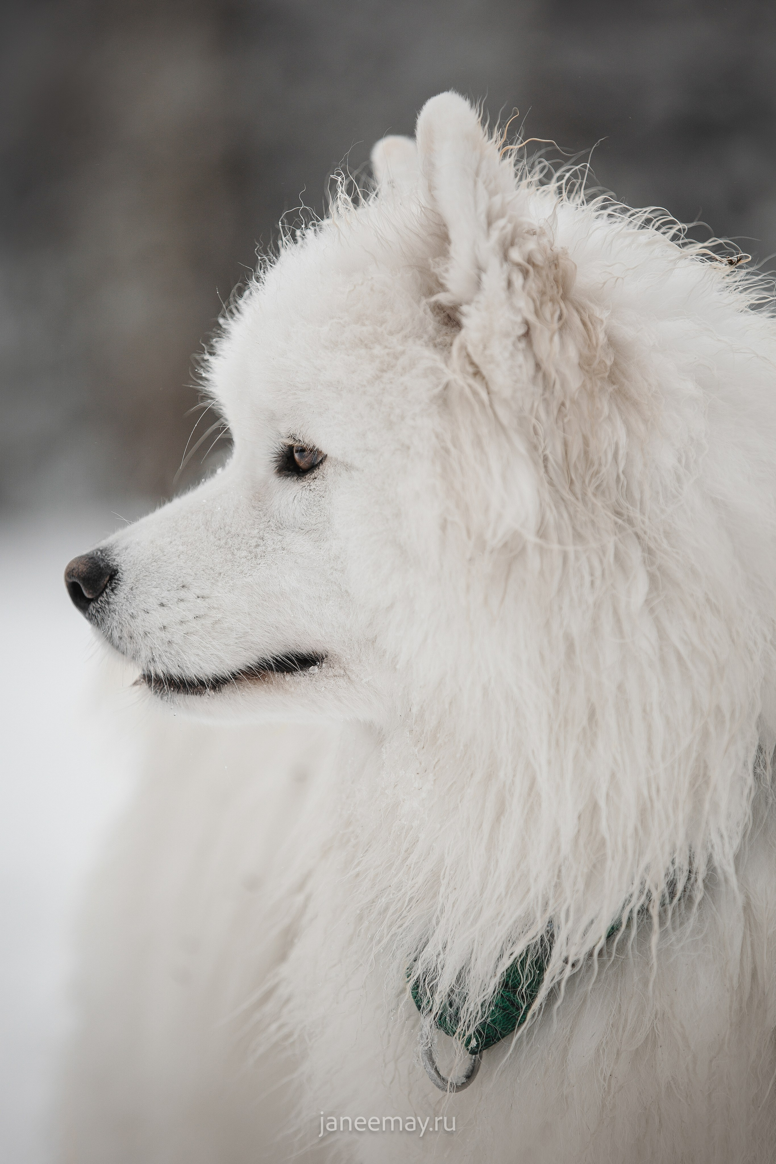 Фото собак, животных зимой. Фотограф анималист в Москве Майорова Евгения