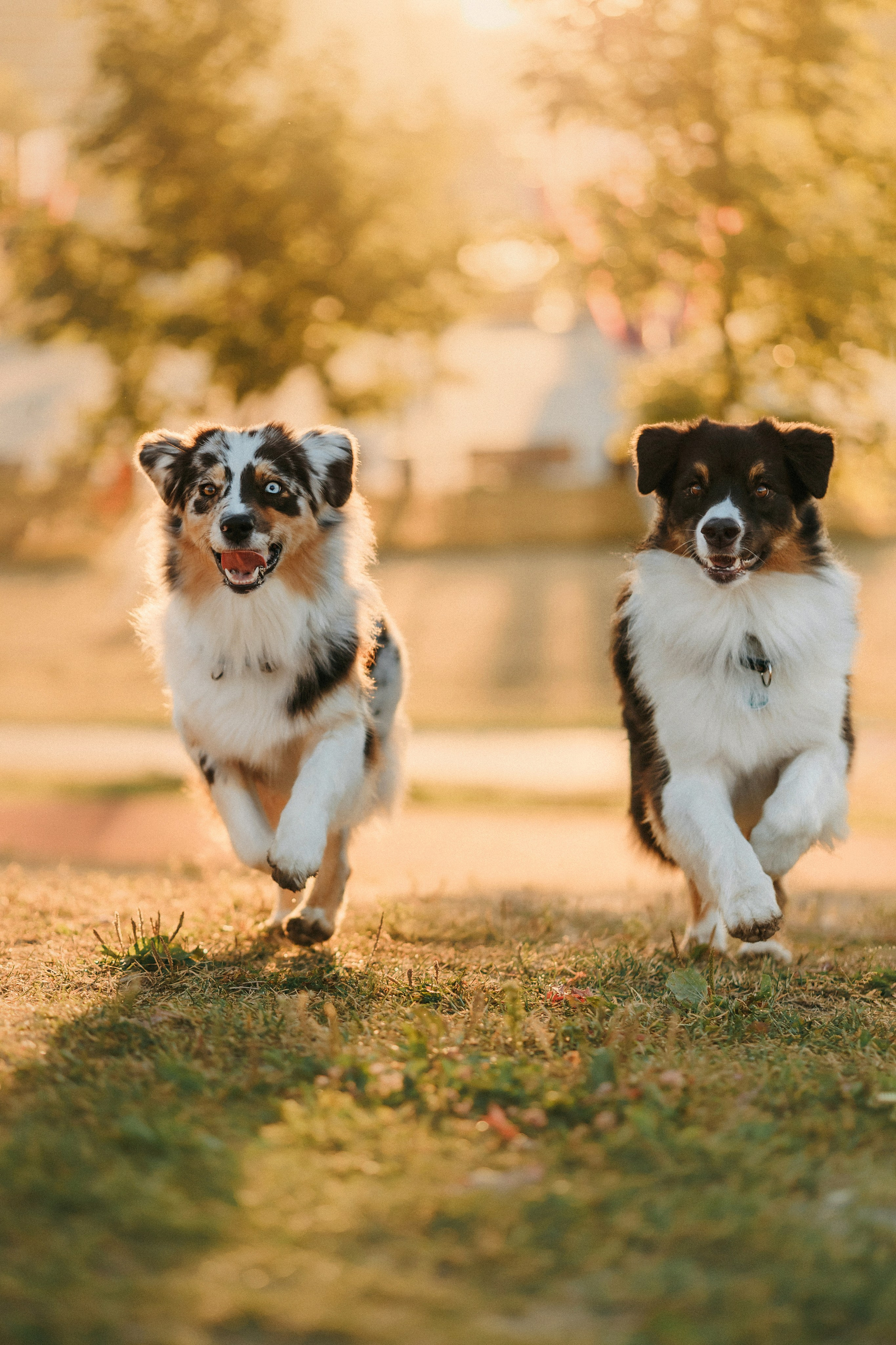 Аня, Чарли и Ева. Фотограф-анималист Елена Радченко, Москва