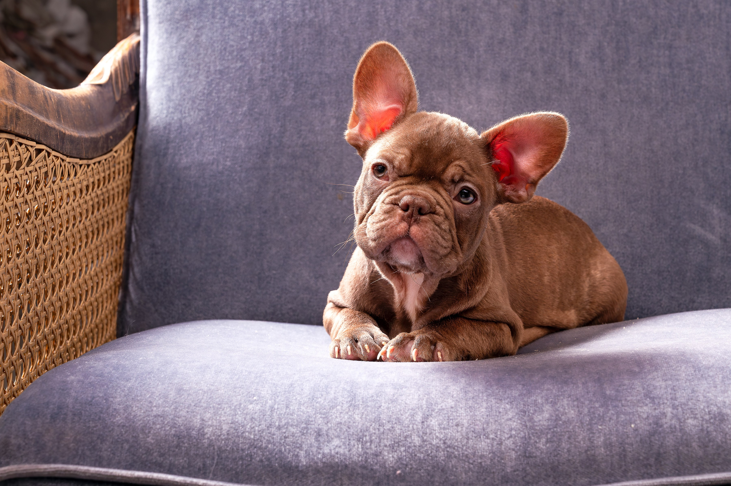 Питомцы. Интерьерный фотограф. Фото- видеосъемка недвижимости Санкт-Петербург