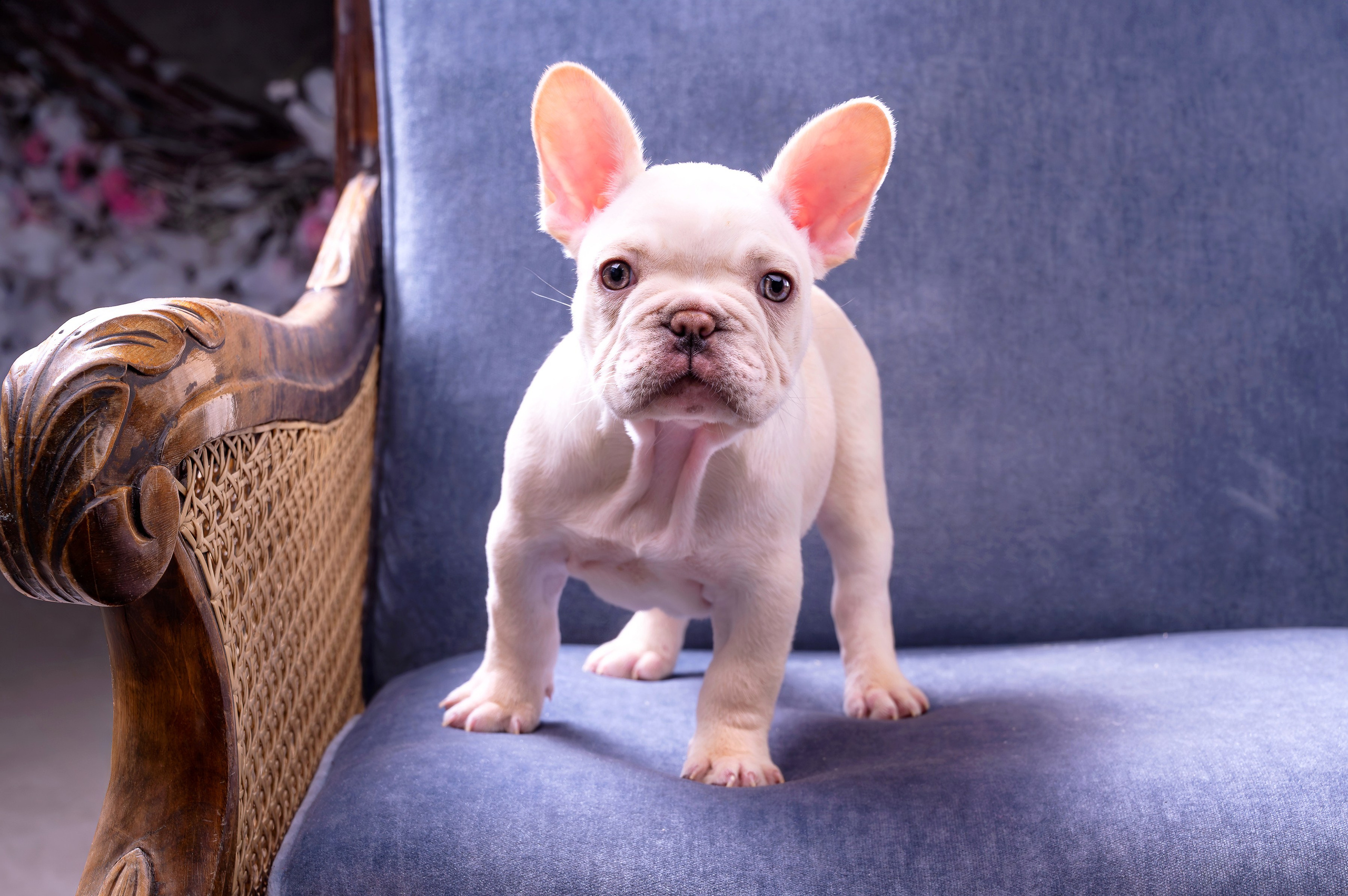 Питомцы. Интерьерный фотограф. Фото- видеосъемка недвижимости Санкт-Петербург