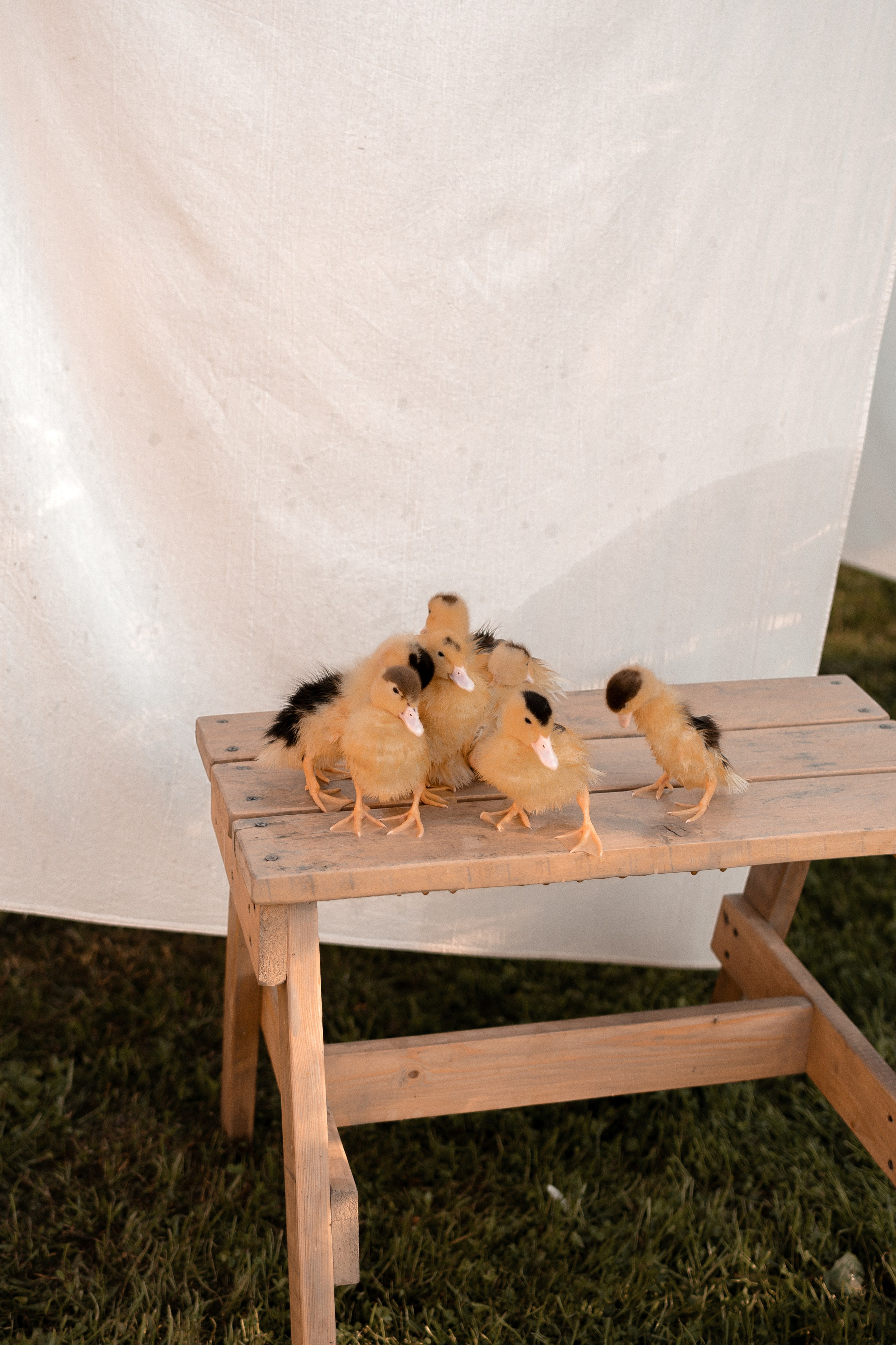 Беременность. Свадебный и семейный фотограф в Серпухове Александра Дерюшева