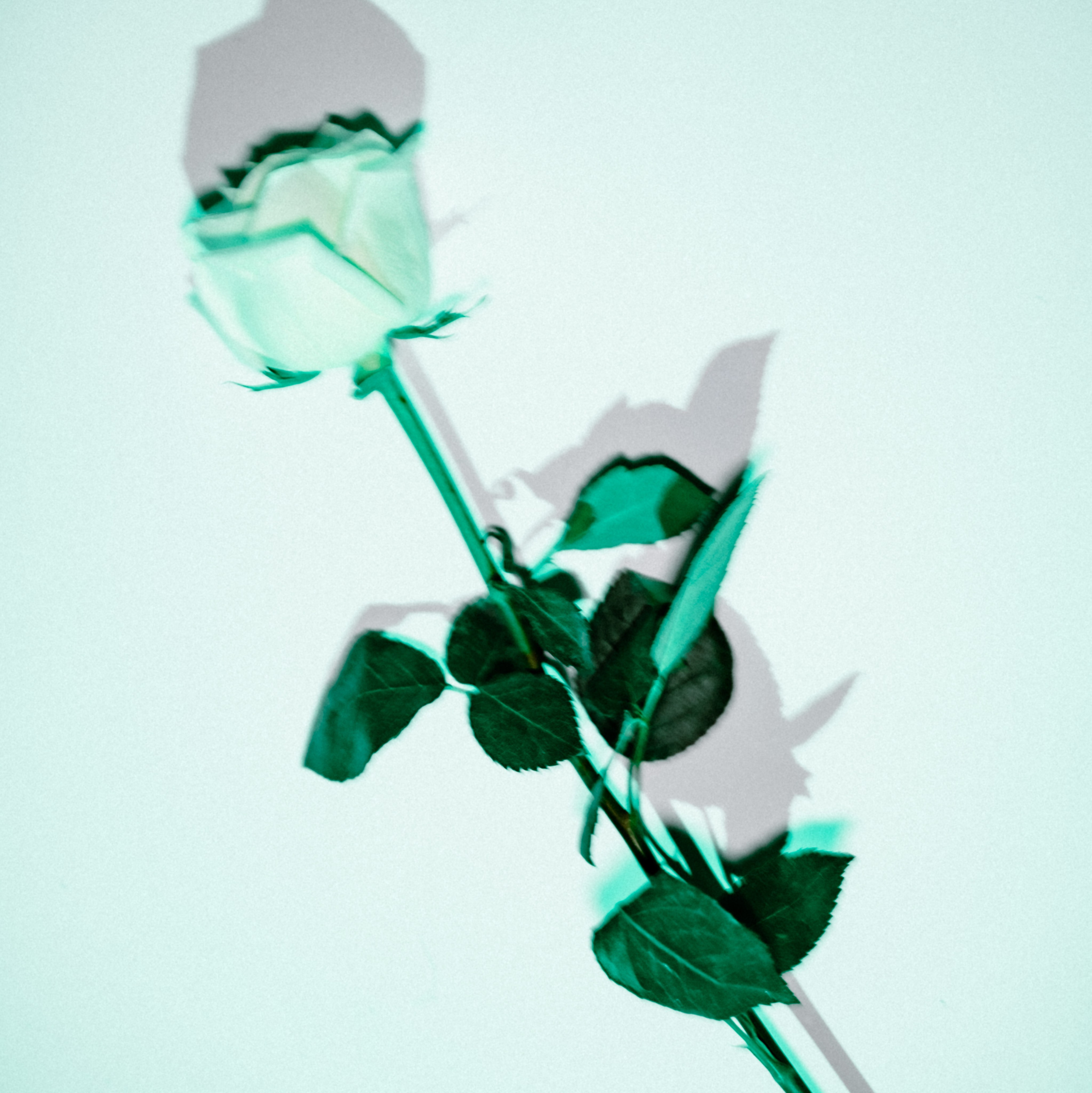 Свобода и мир. Творения свободного художника