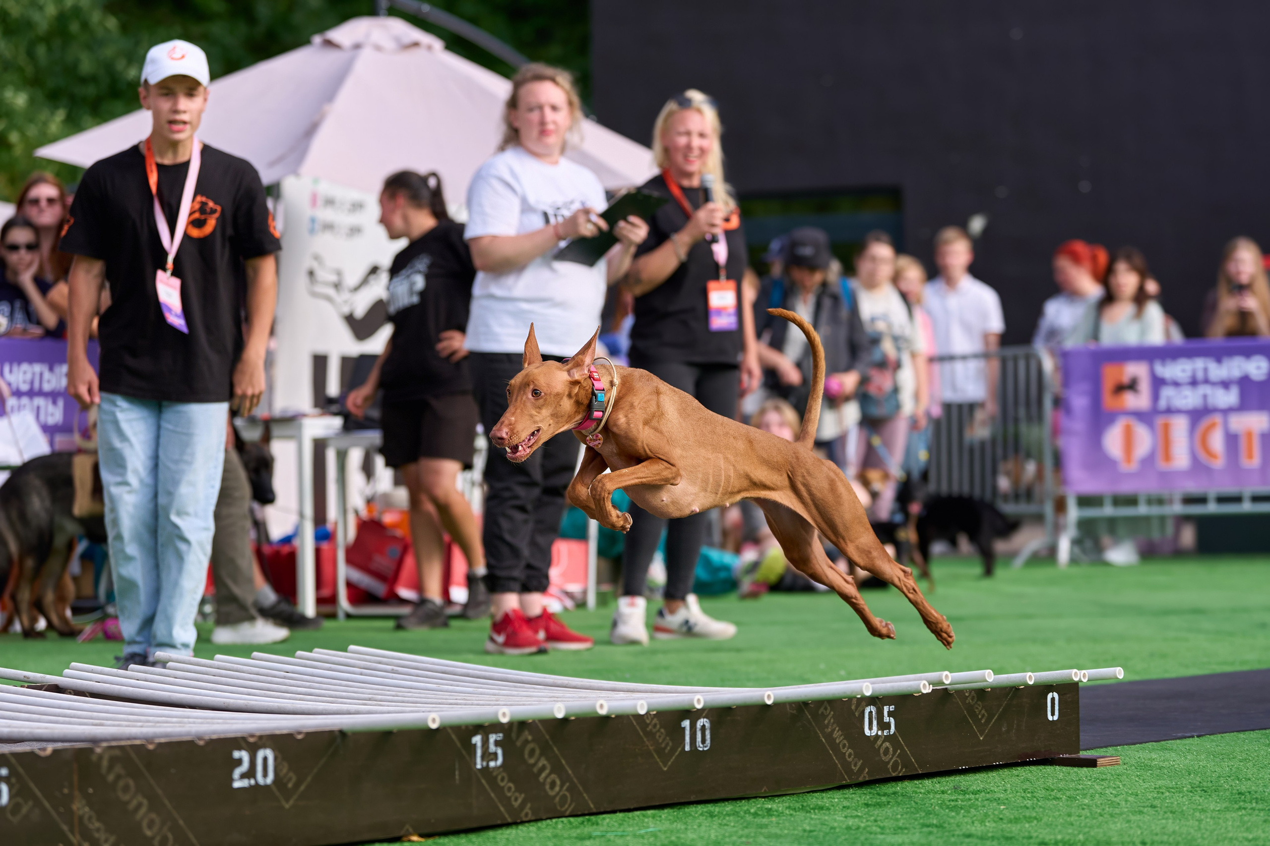 4 лапы Фест. Многоборье. Фотограф-анималист Михаил Манухин