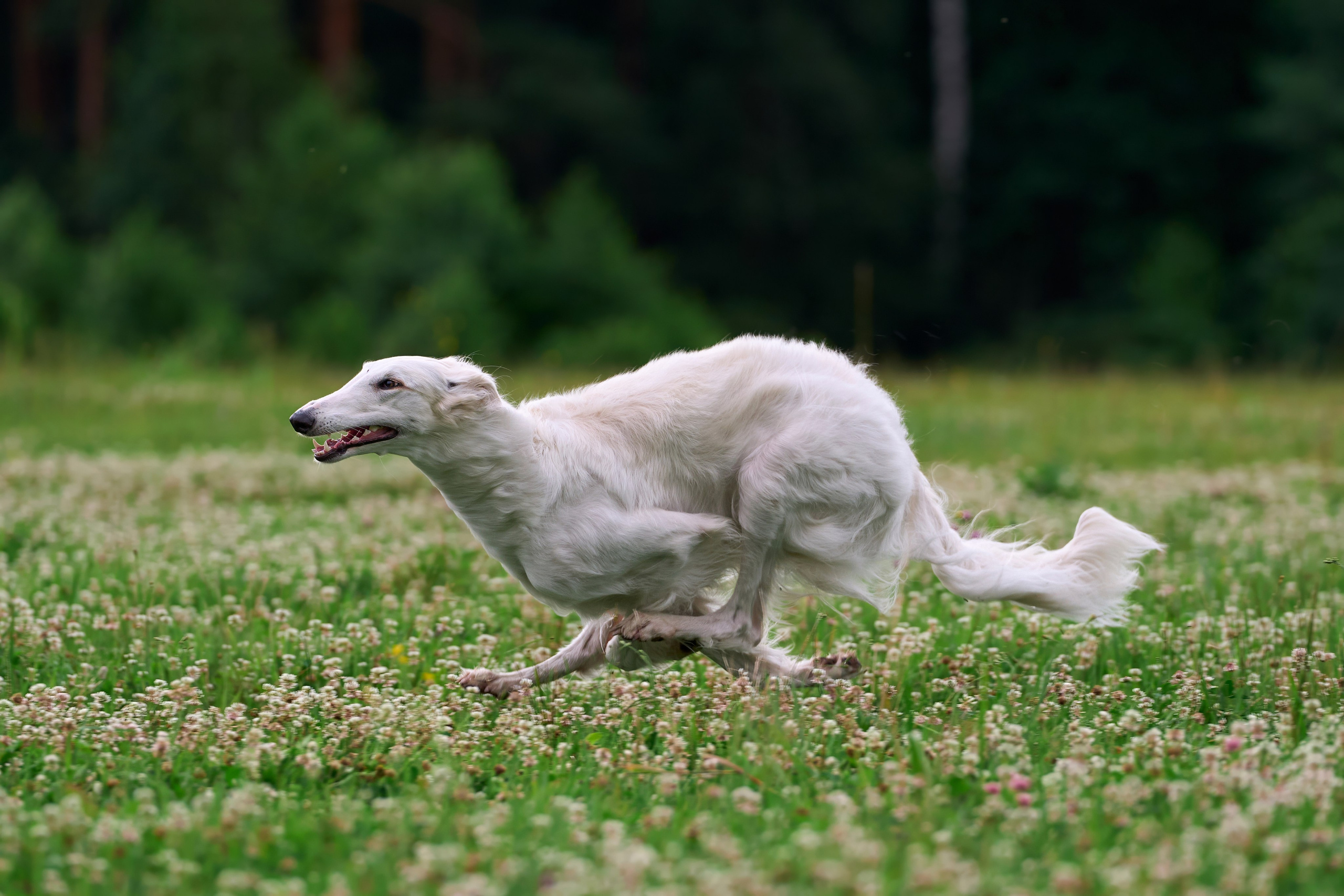 Тренировка по курсингу в Донино. Фотограф-анималист Михаил Манухин