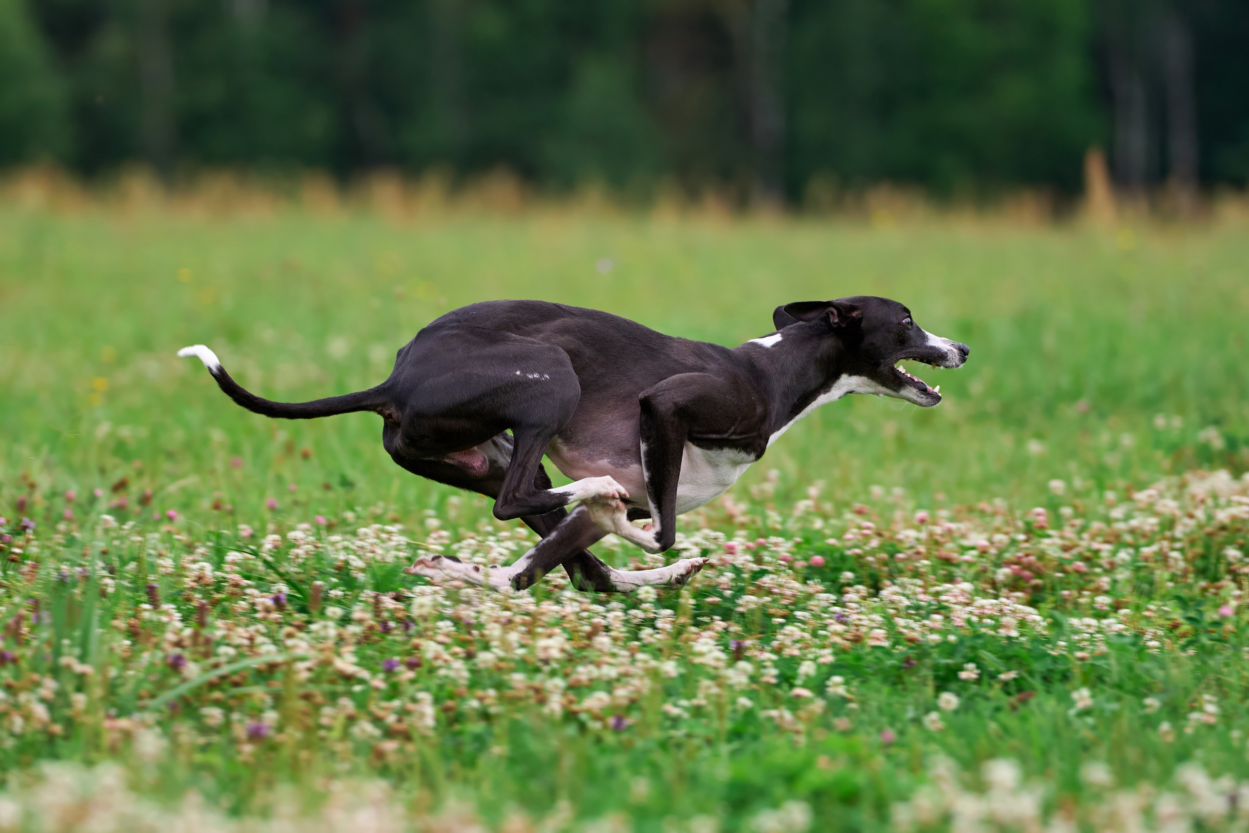 Тренировка по курсингу в Донино. Фотограф-анималист Михаил Манухин