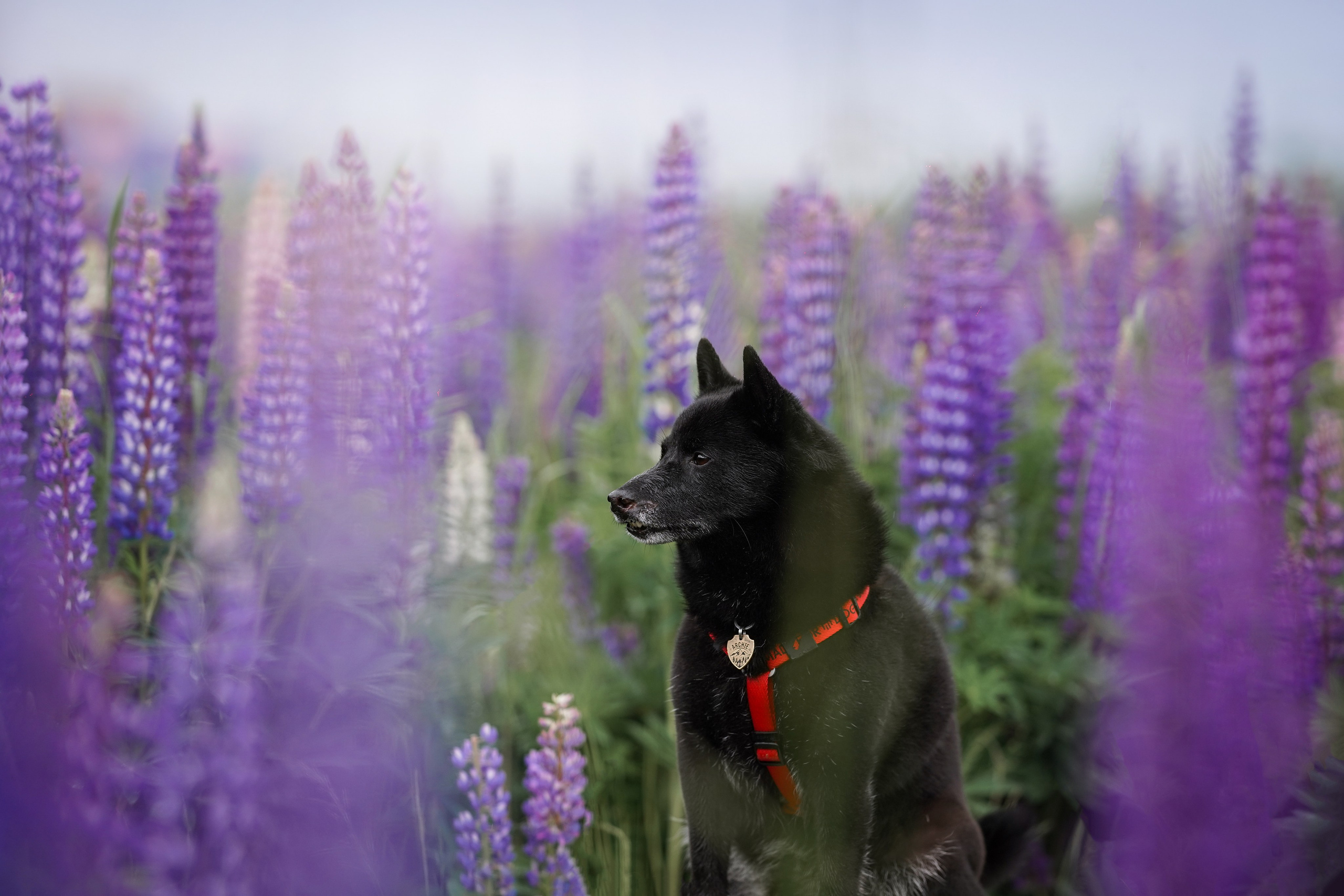 Аня Арчи и Панда в люпинах. Фотограф-анималист в Санкт-Петербурге Яна Мартынова