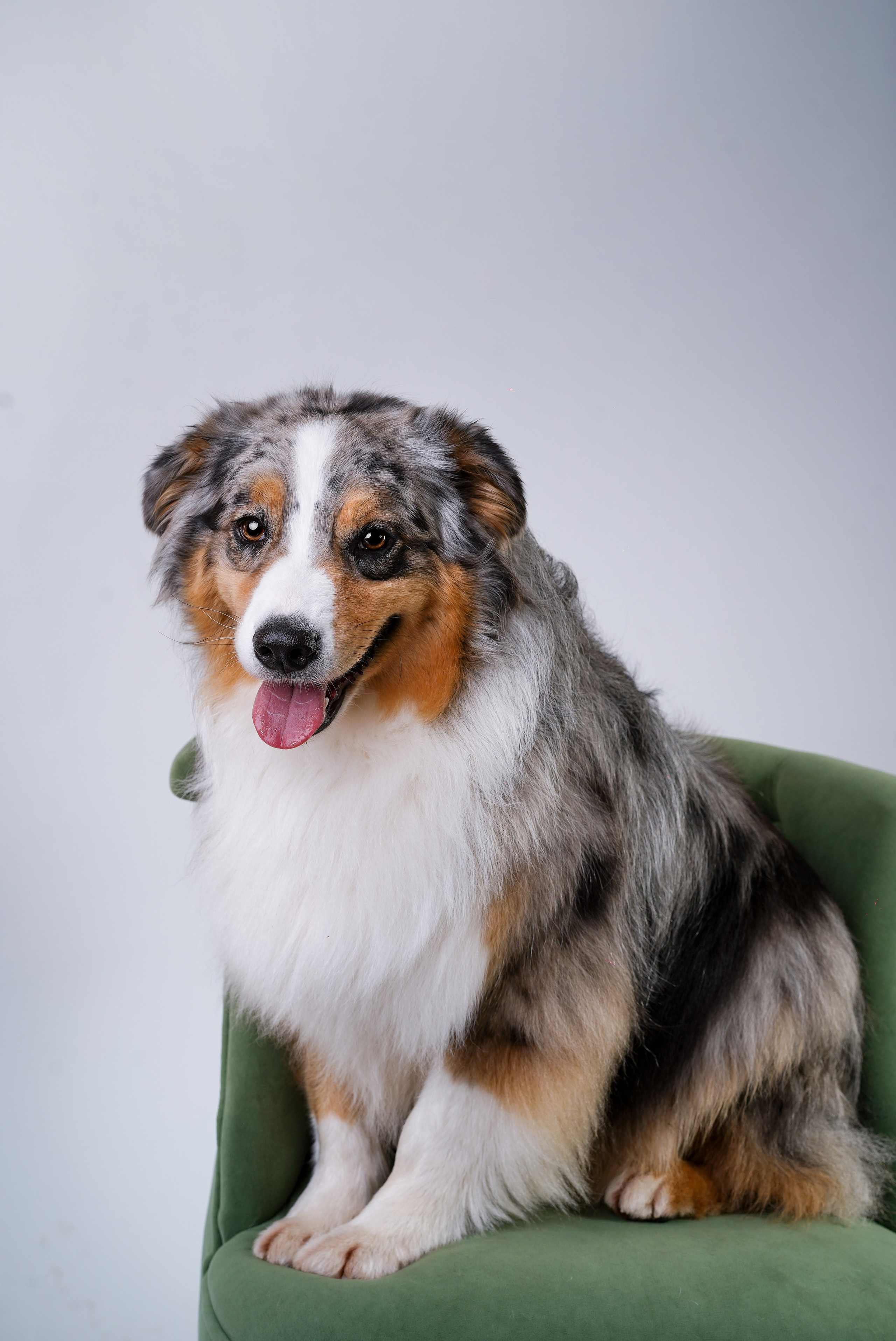 Ксюша, сиба Тэффи и австралийцы Арчи и Нэо. Фотограф-анималист в Санкт-Петербурге Яна Мартынова