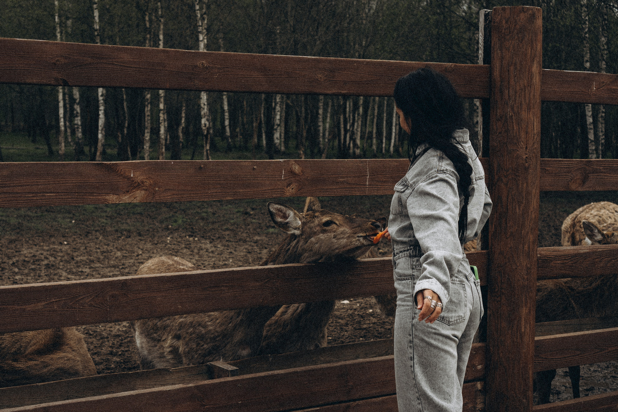 ОЛЕНЬЯ ФЕРМА В ТВЕРИ. Профессиональный фотограф, Санкт-Петербург — Виктория Богомолова