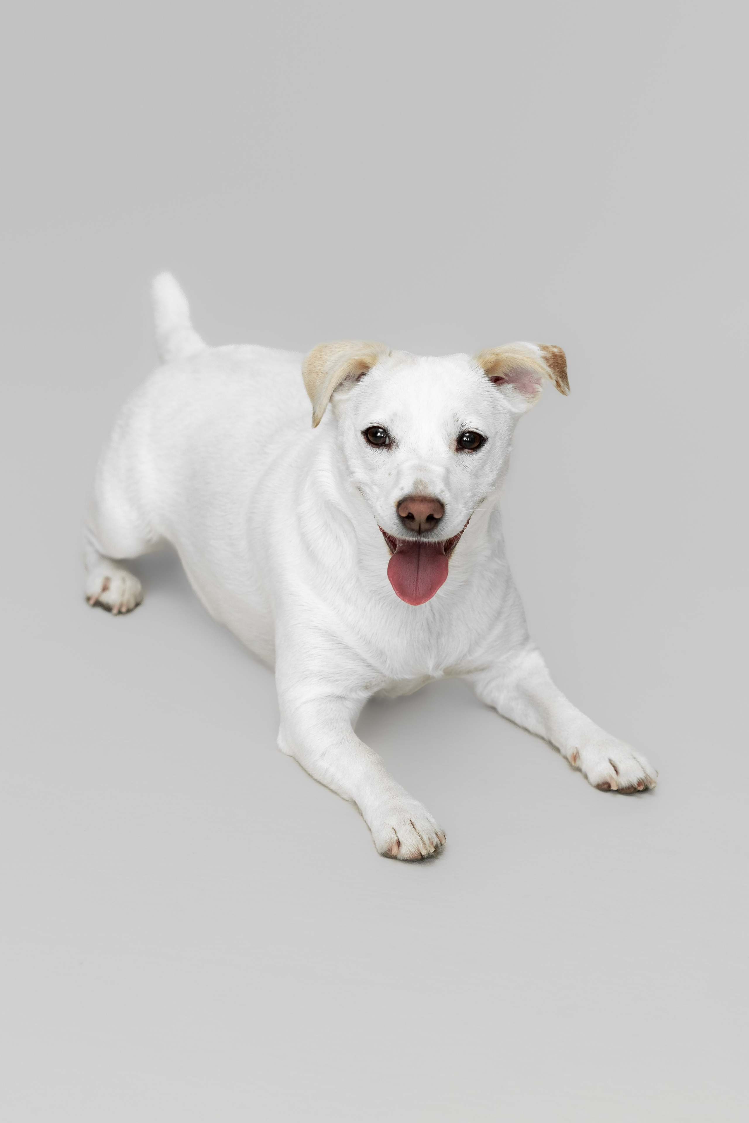 ФОТОСЪЕМКА ЖИВОТНЫХ В СУРГУТЕ