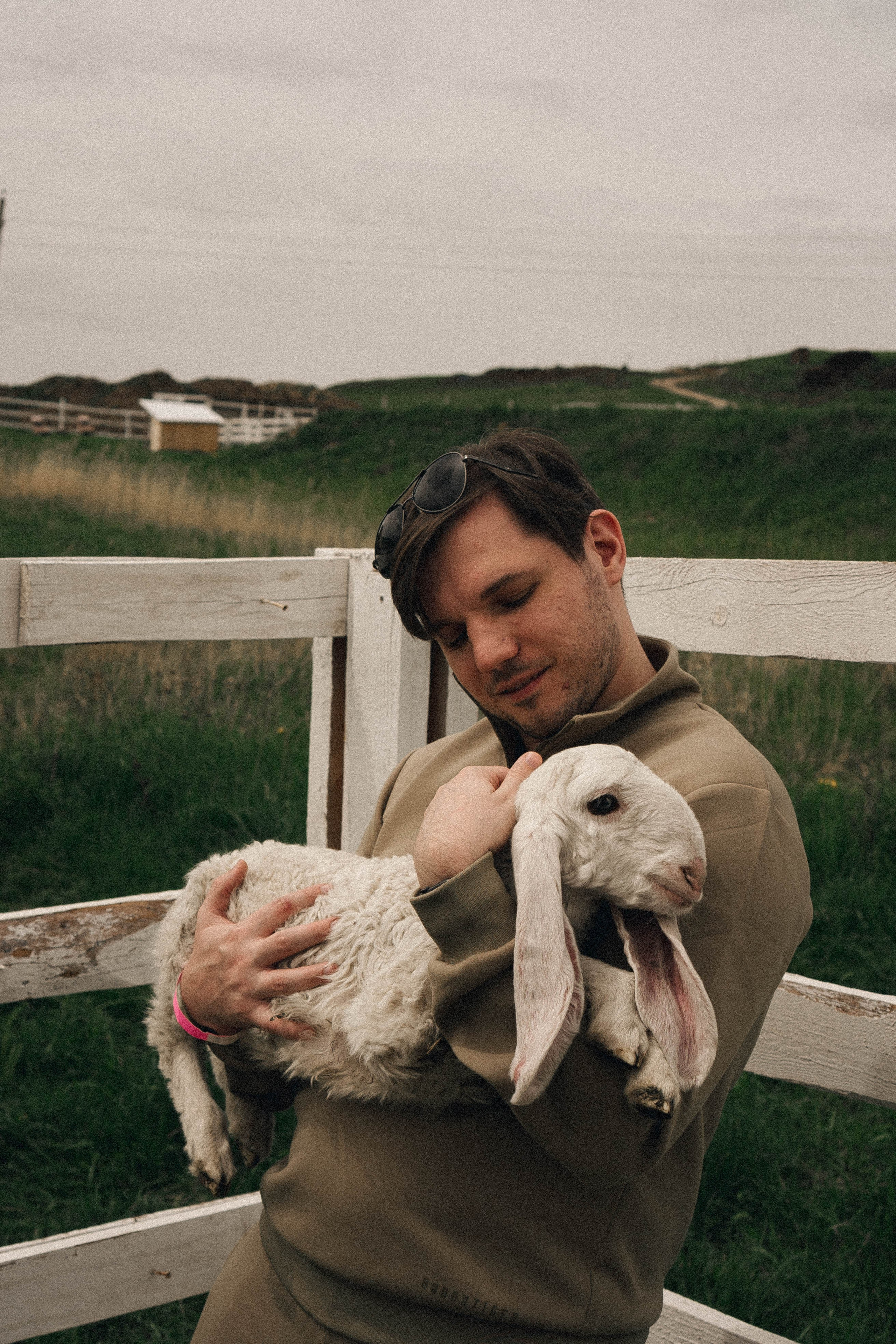Ферма Альпак. Профессиональный фотограф, Санкт-Петербург — Виктория Богомолова