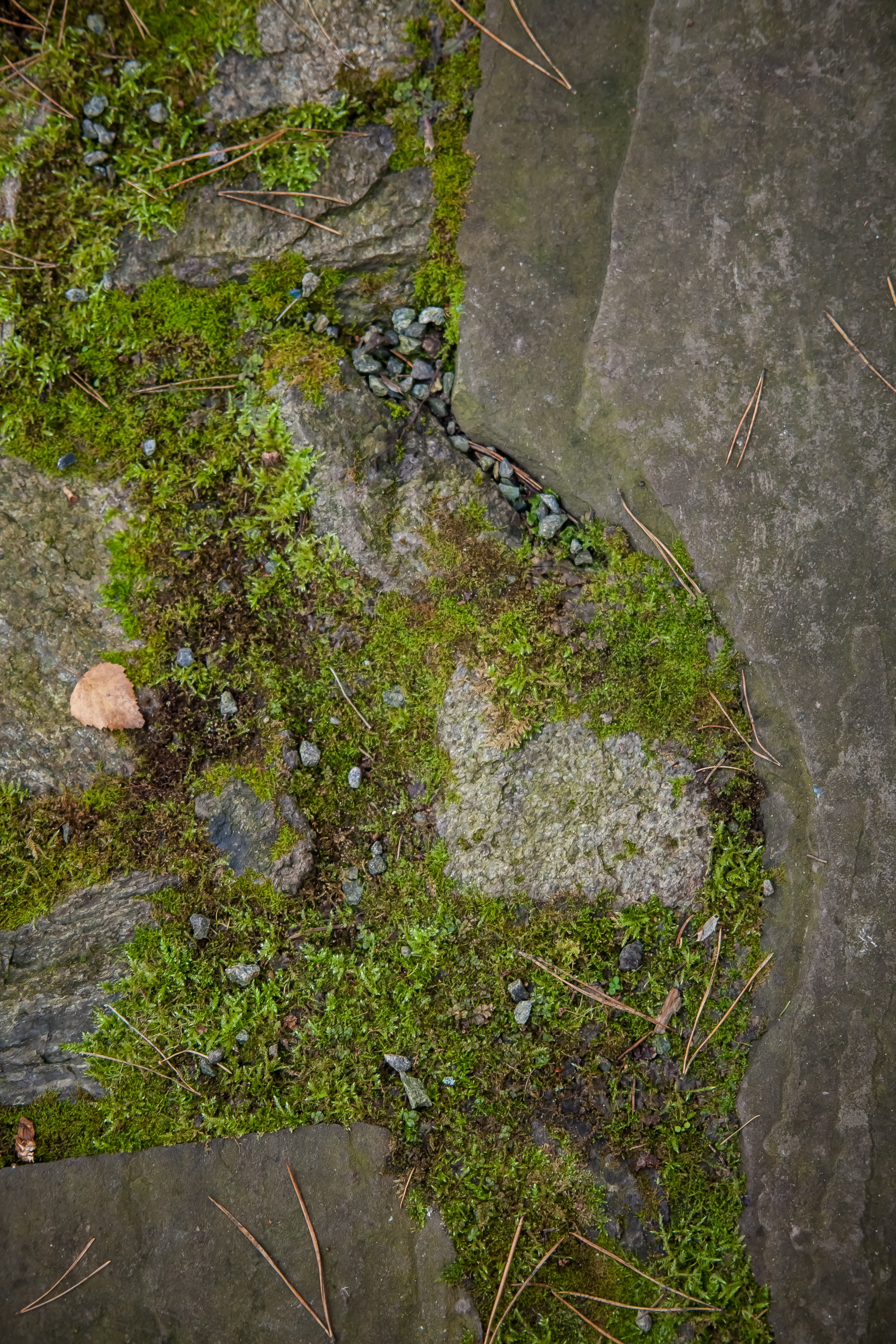 ОСТОРОЖНО МОХ. Туманов Виталий — фотограф Москва