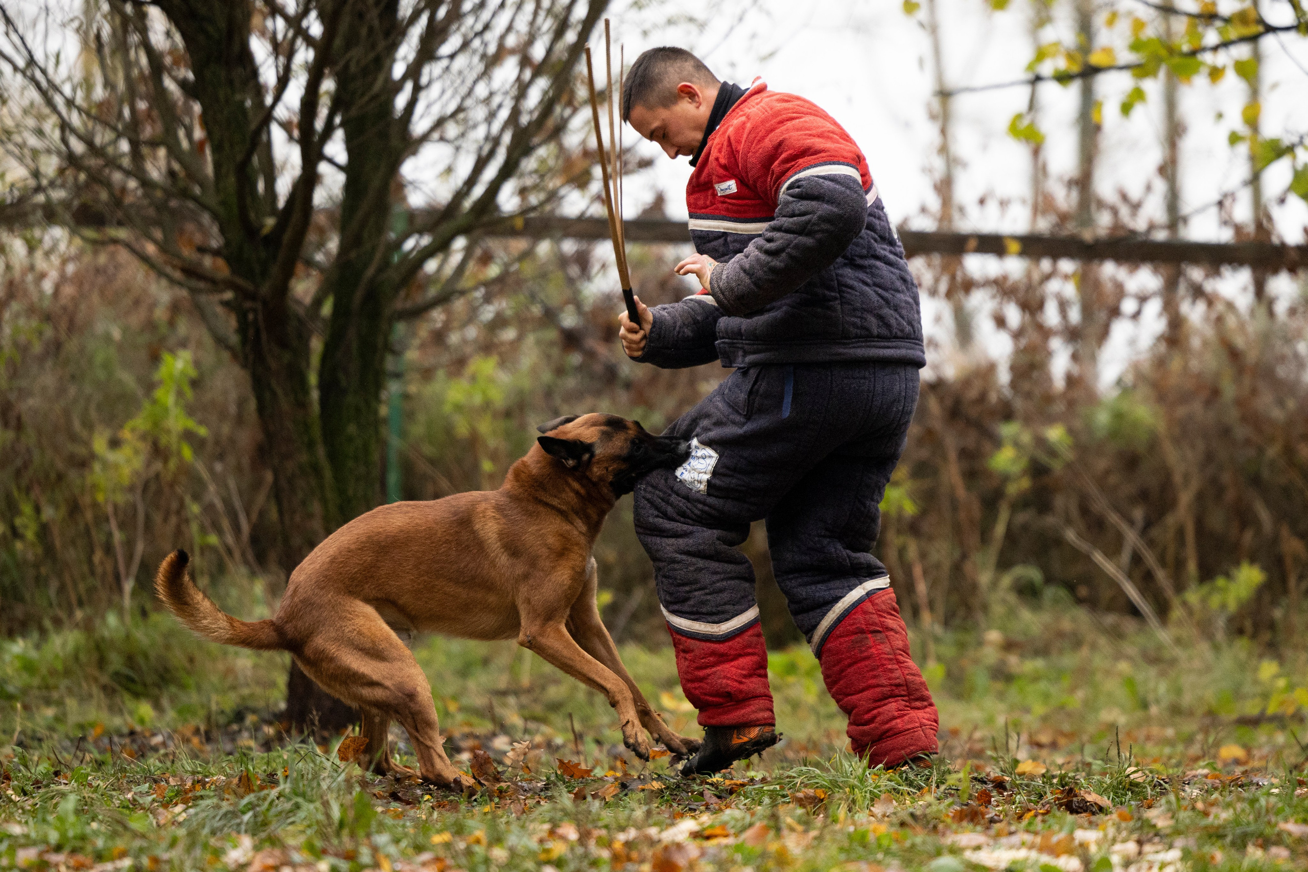 Соревнования по Мондьорингу г. Вологда. Фотограф-анималист Анна Маринич