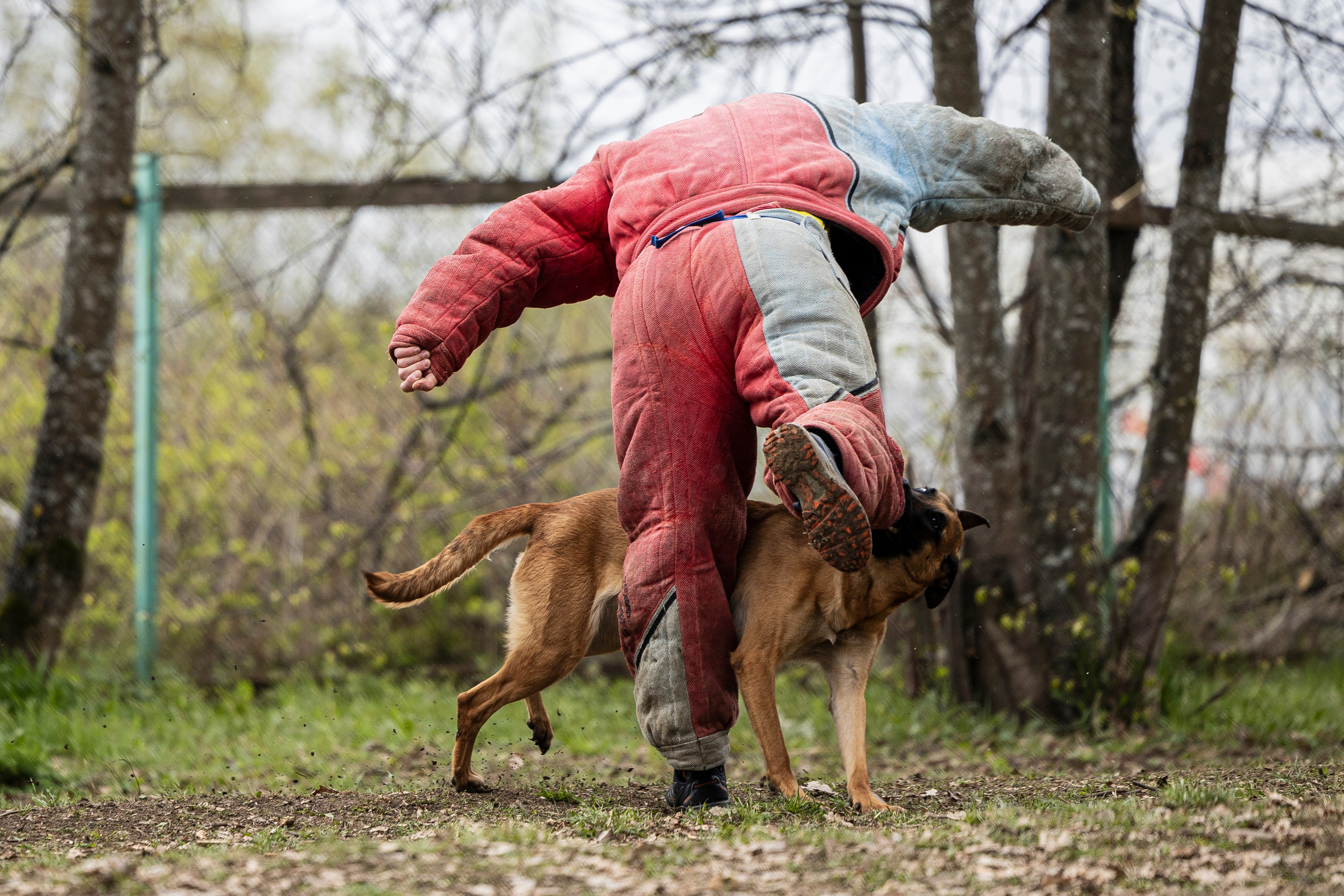 Квалификационные состязания по мондьорингу г. Вологда 11.05.24. Фотограф-анималист Анна Маринич