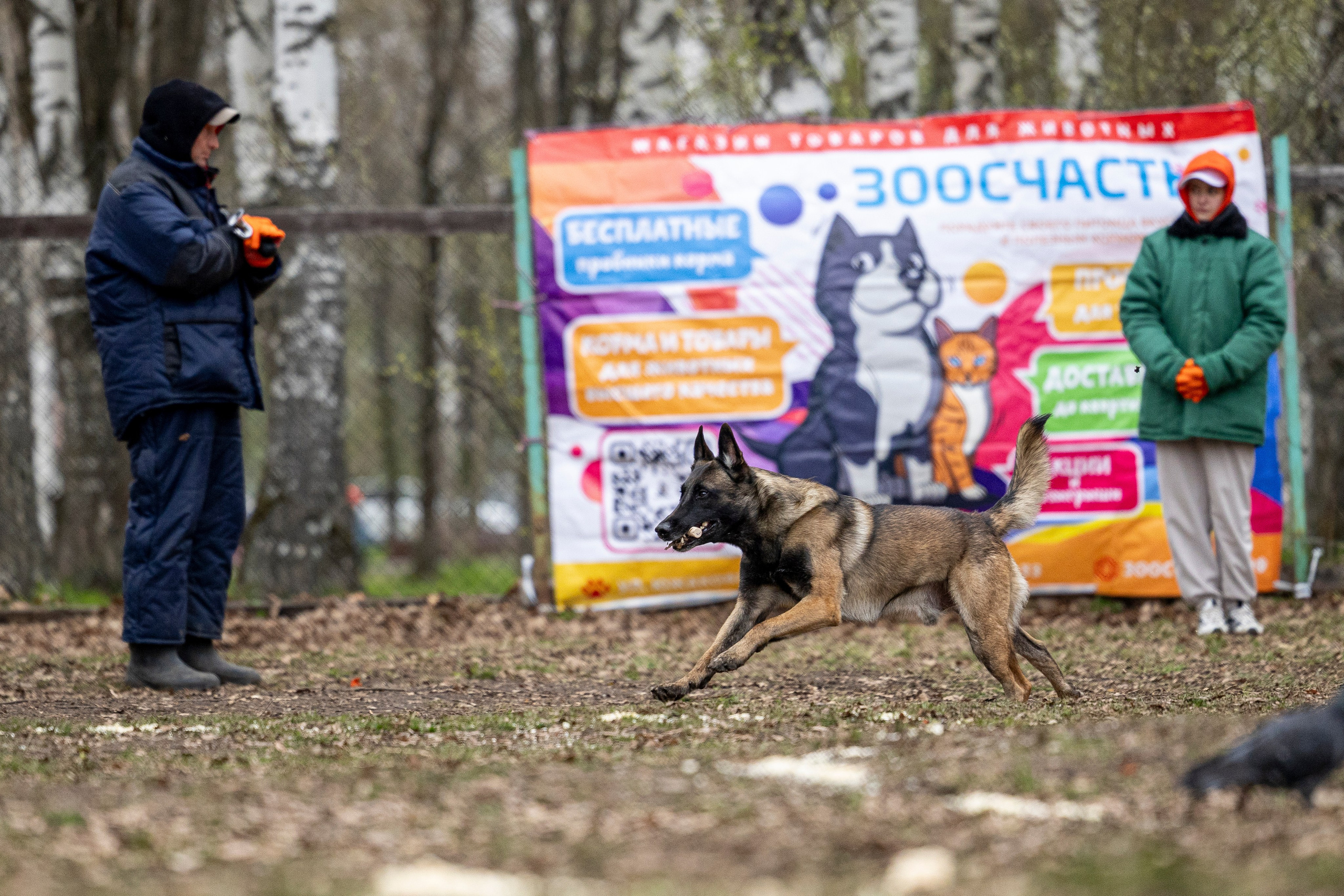 Квалификационные состязания по мондьорингу г. Вологда 11.05.24. Фотограф-анималист Анна Маринич