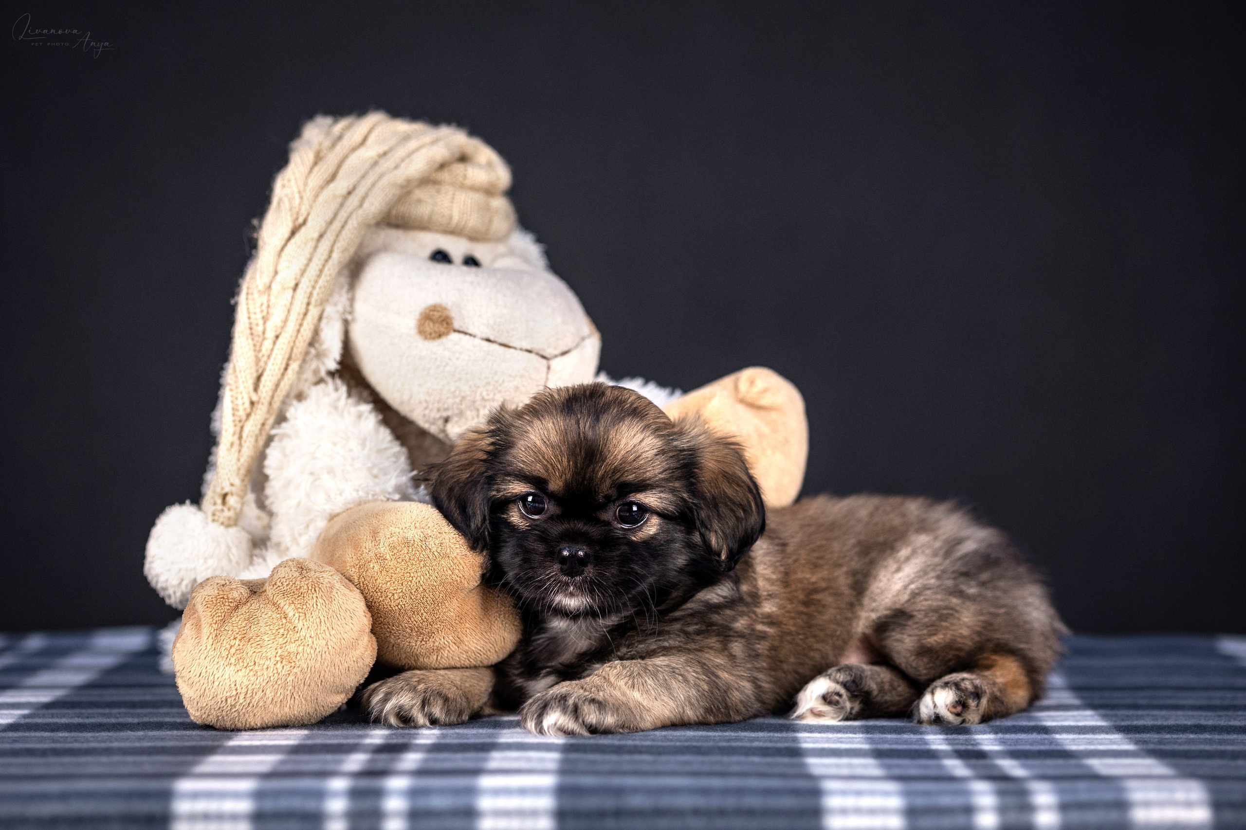 Тибетские спаниели. Фотограф анималист Аня Ливанова | Рыбинск
