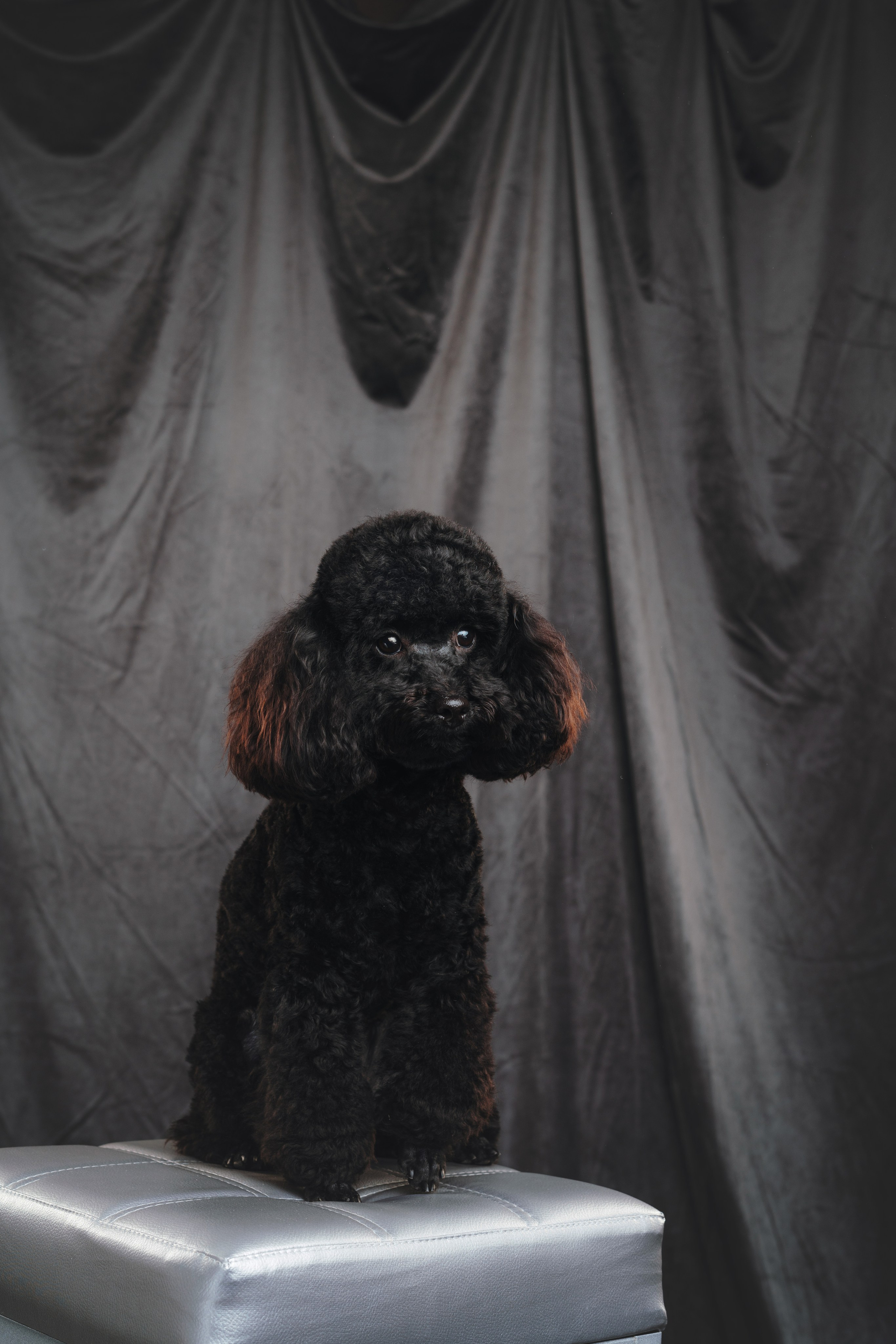 Ярослава и Туча. Фотограф анималист Осипчикова Мария