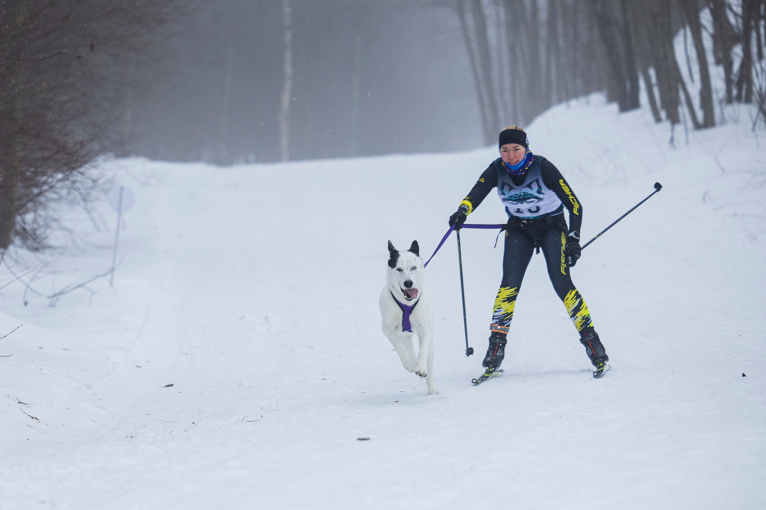Зимний Чемпионат Санкт-Петербурга по ездовому спорту. Фотограф-анималист Анна Маринич