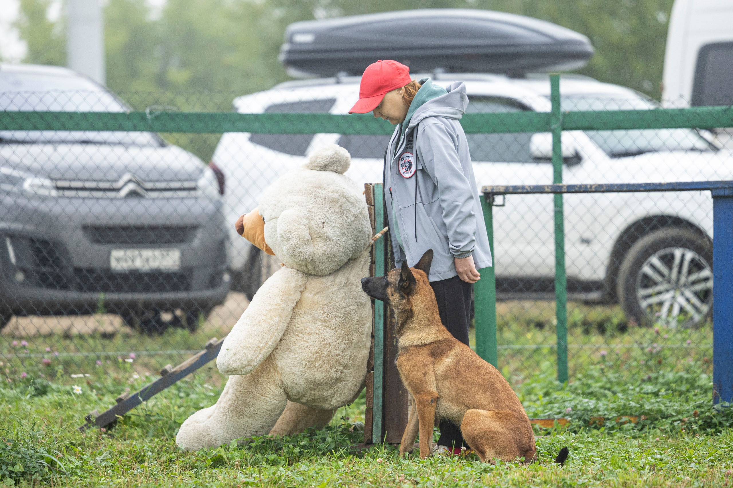 Соревнования по Мондьорингу г. Вологда 10-11.08.2024. Фотограф-анималист Анна Маринич