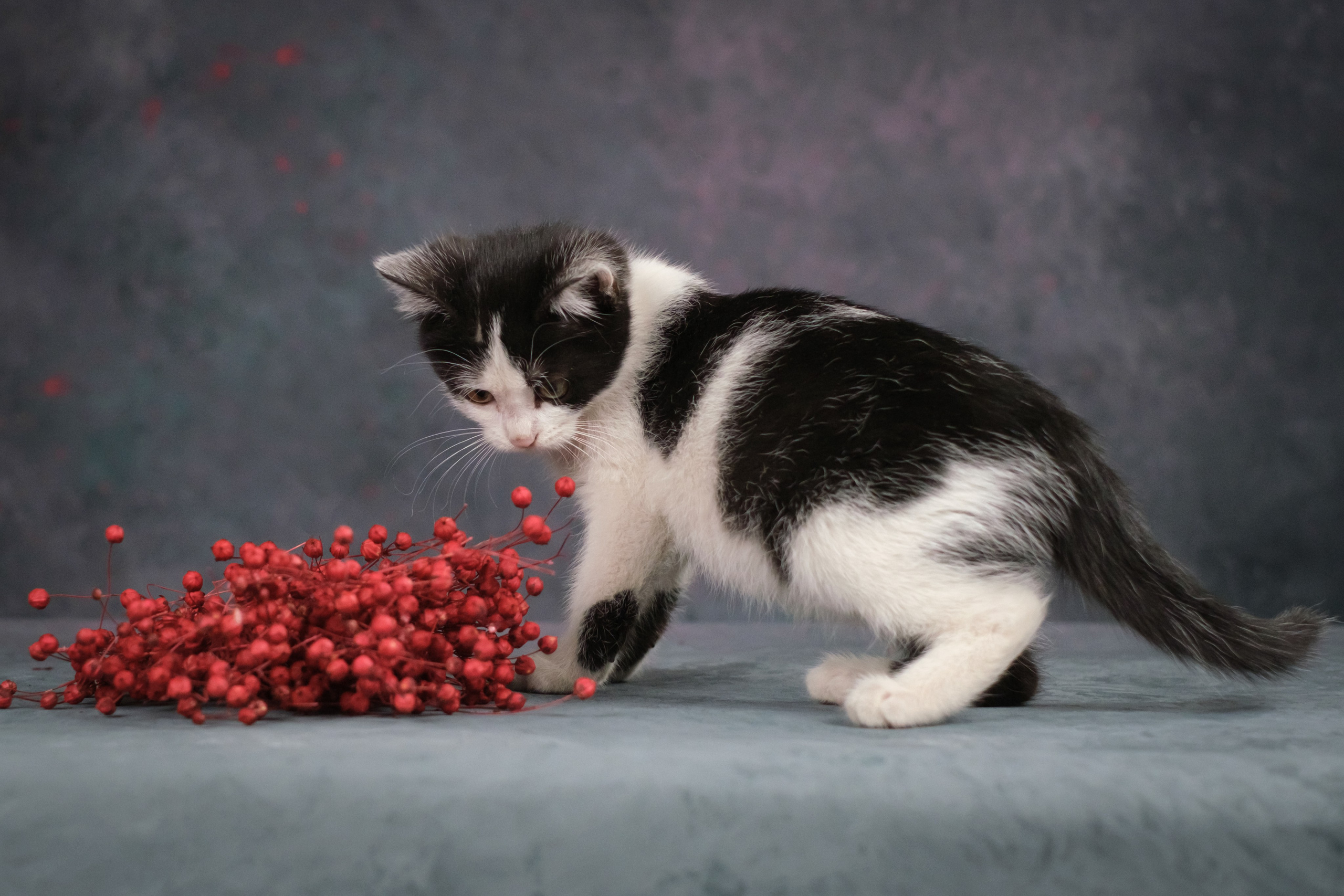 Котята для Ольги. Зоофотограф, фотограф животных в Москве и области Дина Дамоцева