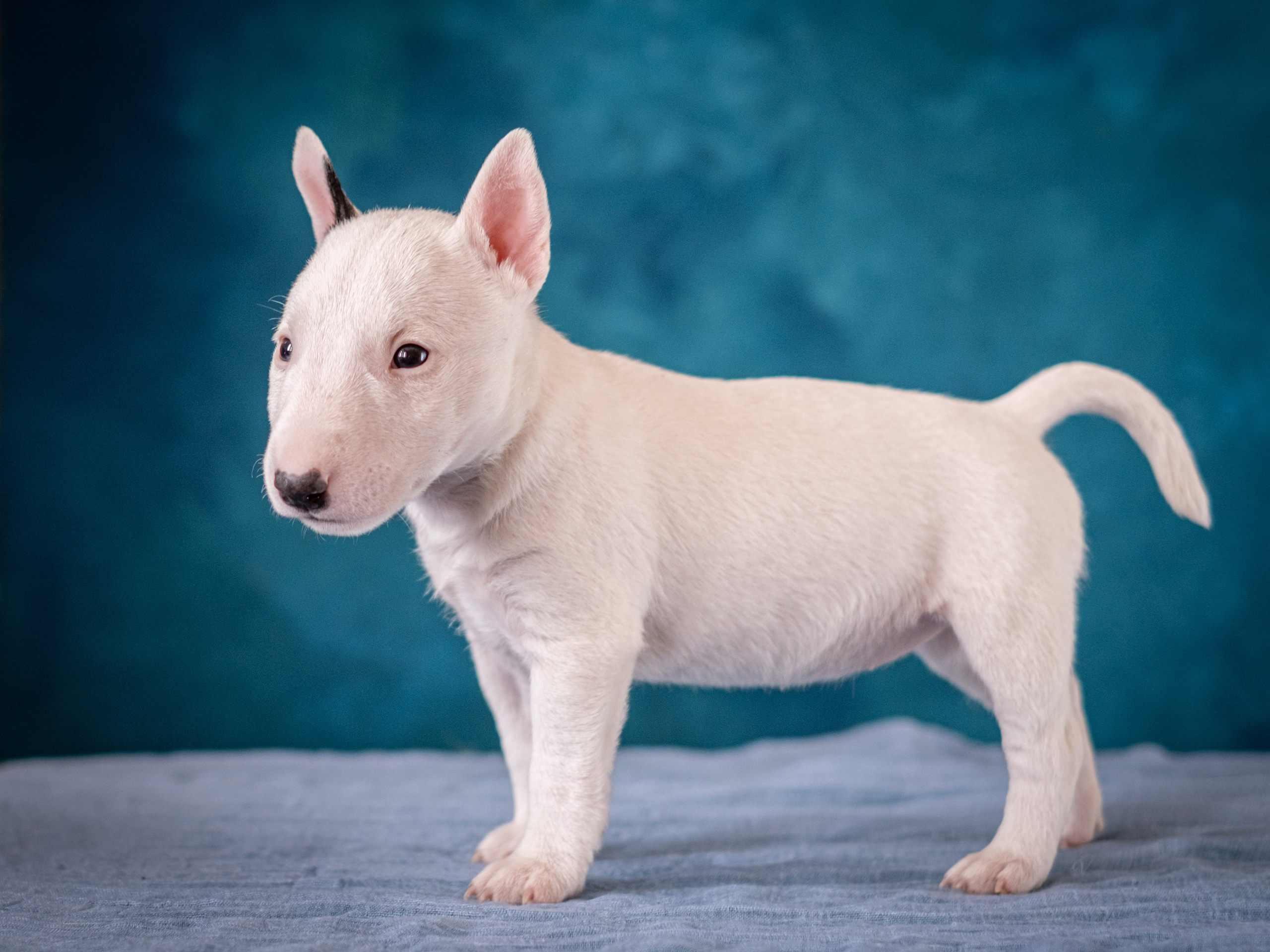 Сладкие булочки (МБТ — миниатюрный бультерьер) для Ильи). Зоофотограф, фотограф животных в Москве и области Дина Дамоцева