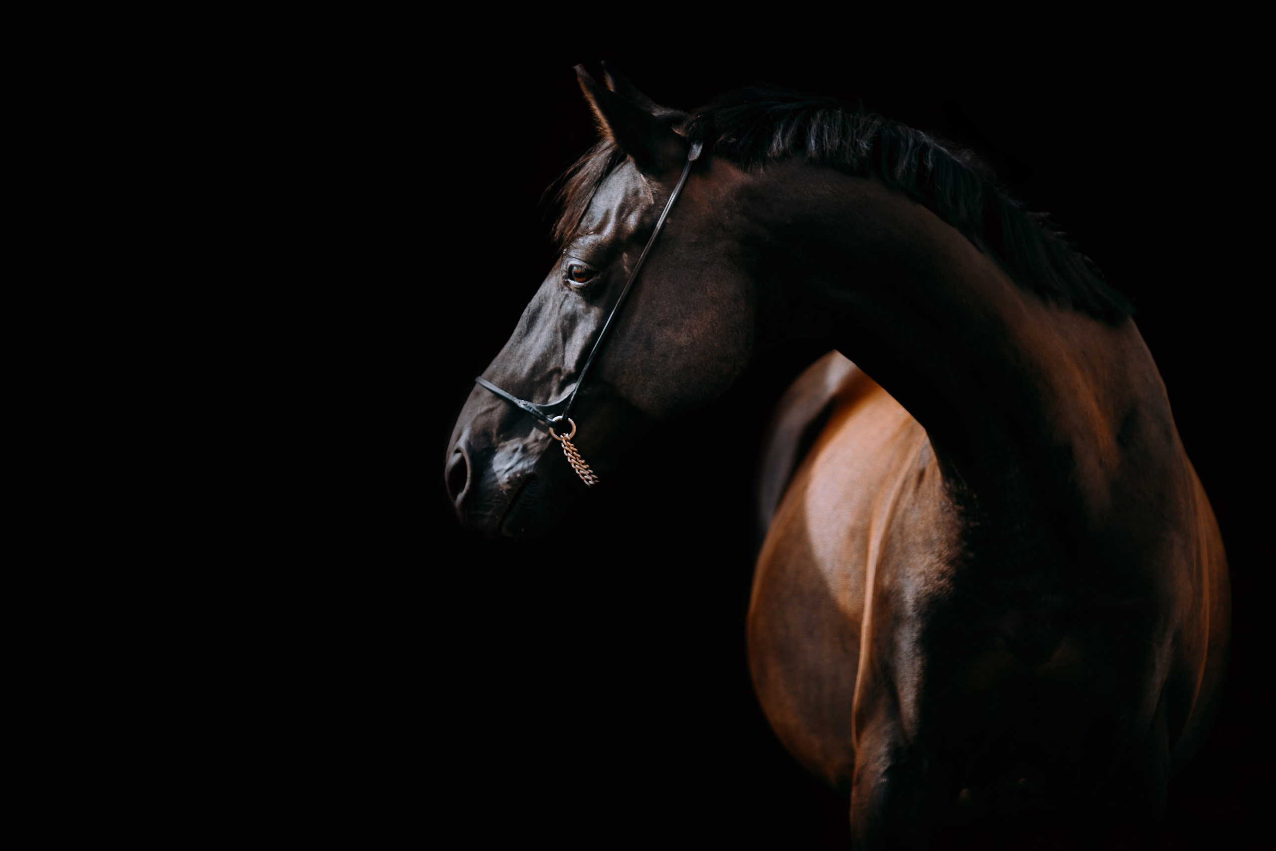 На черном фоне. Фотограф-анималист Ксендзова Кристина