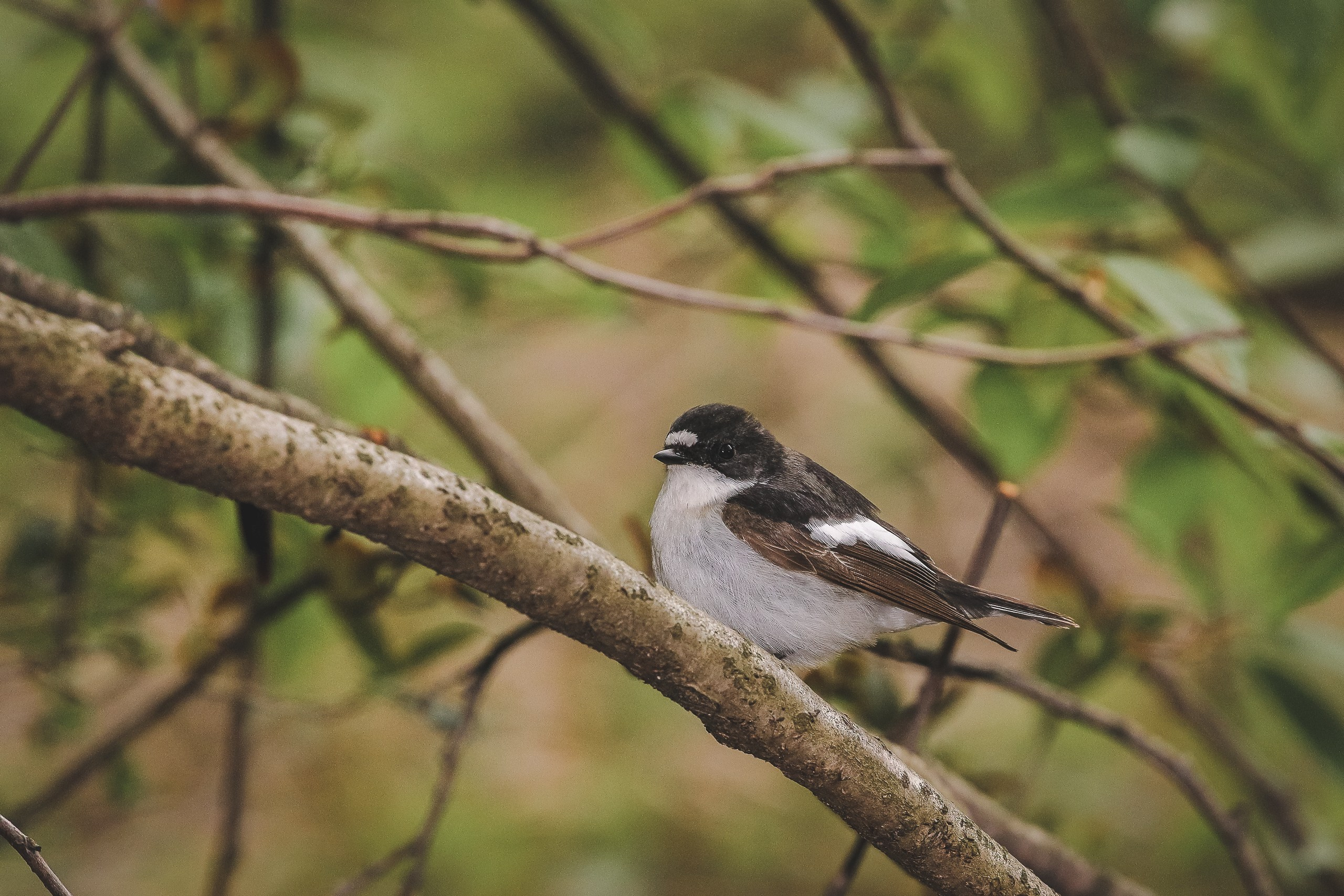 Мухоловка-пеструшка на ветке