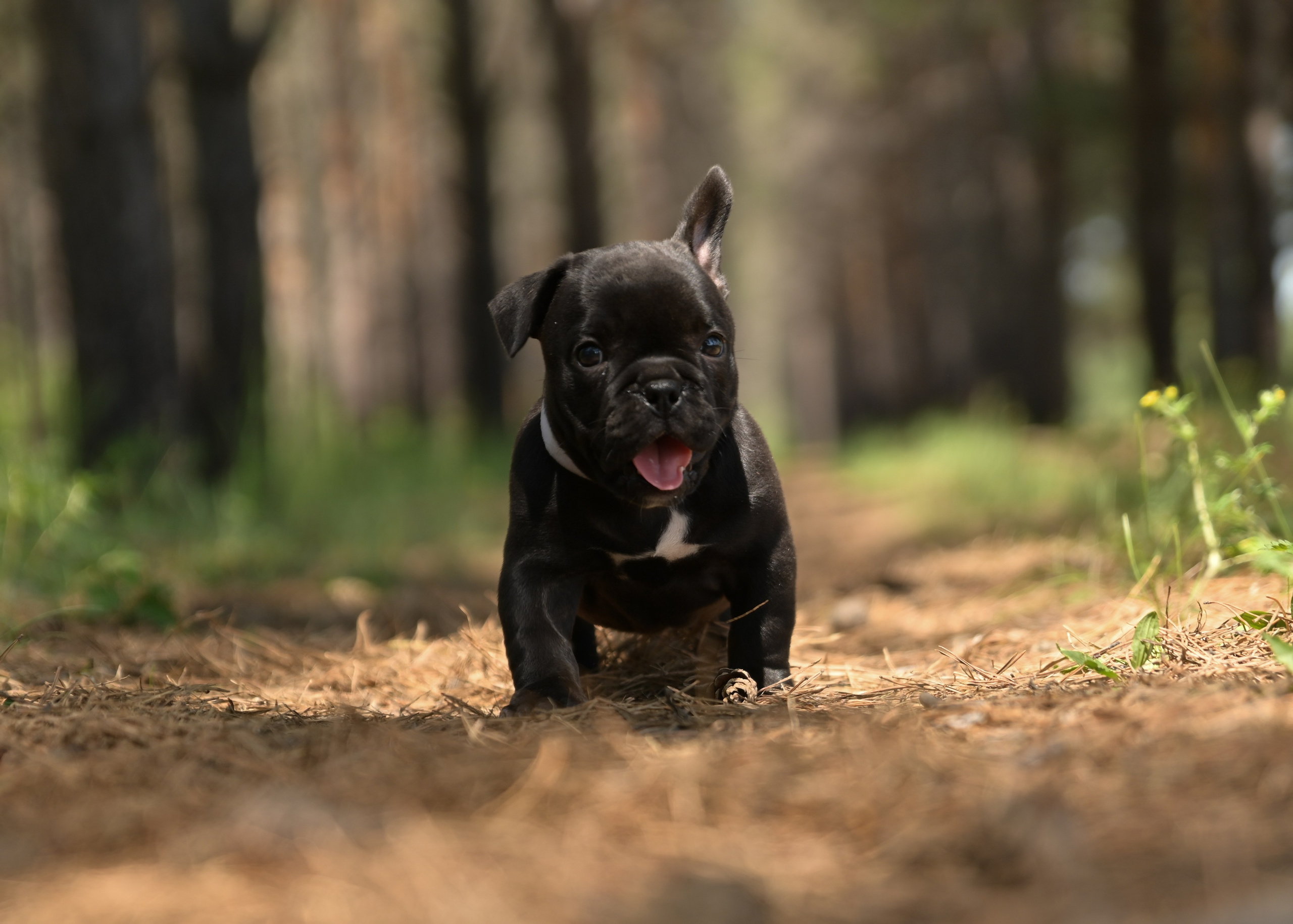 Свободные щенки Американский Булли в Иркутске. Питомник собак Иркутск
