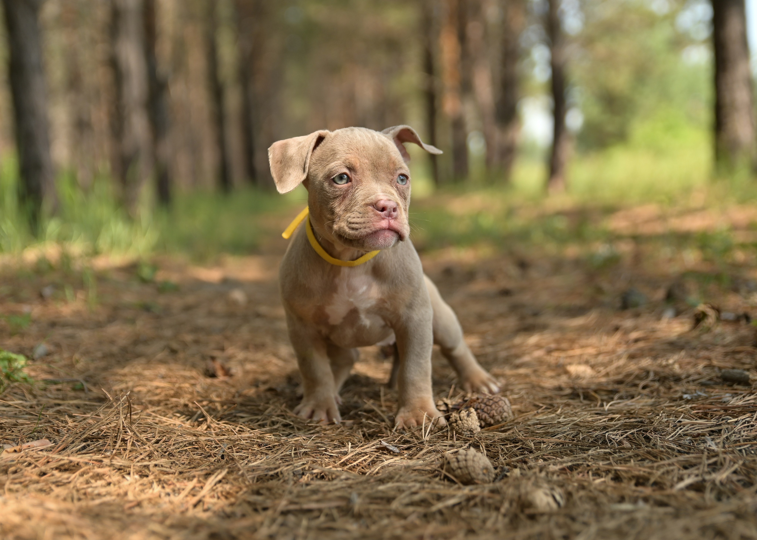 Свободные щенки Американский Булли в Иркутске. Питомник собак Иркутск