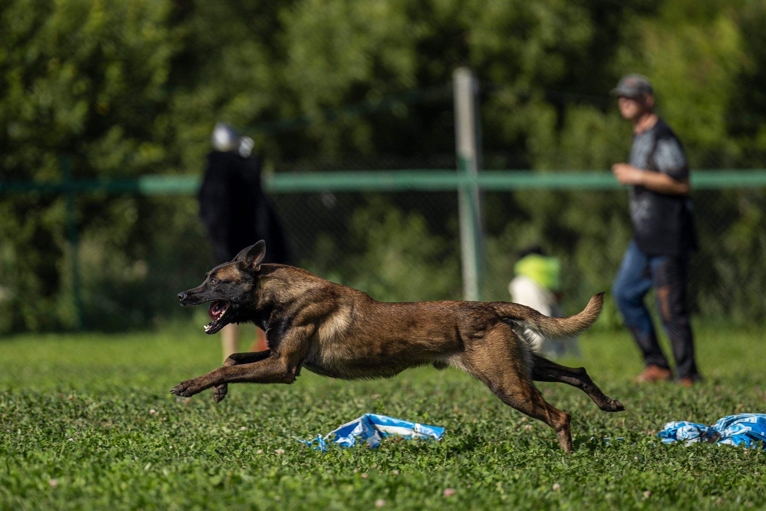 Соревнования по Мондьорингу г. Вологда 10-11.08.2024. Фотограф-анималист Анна Маринич