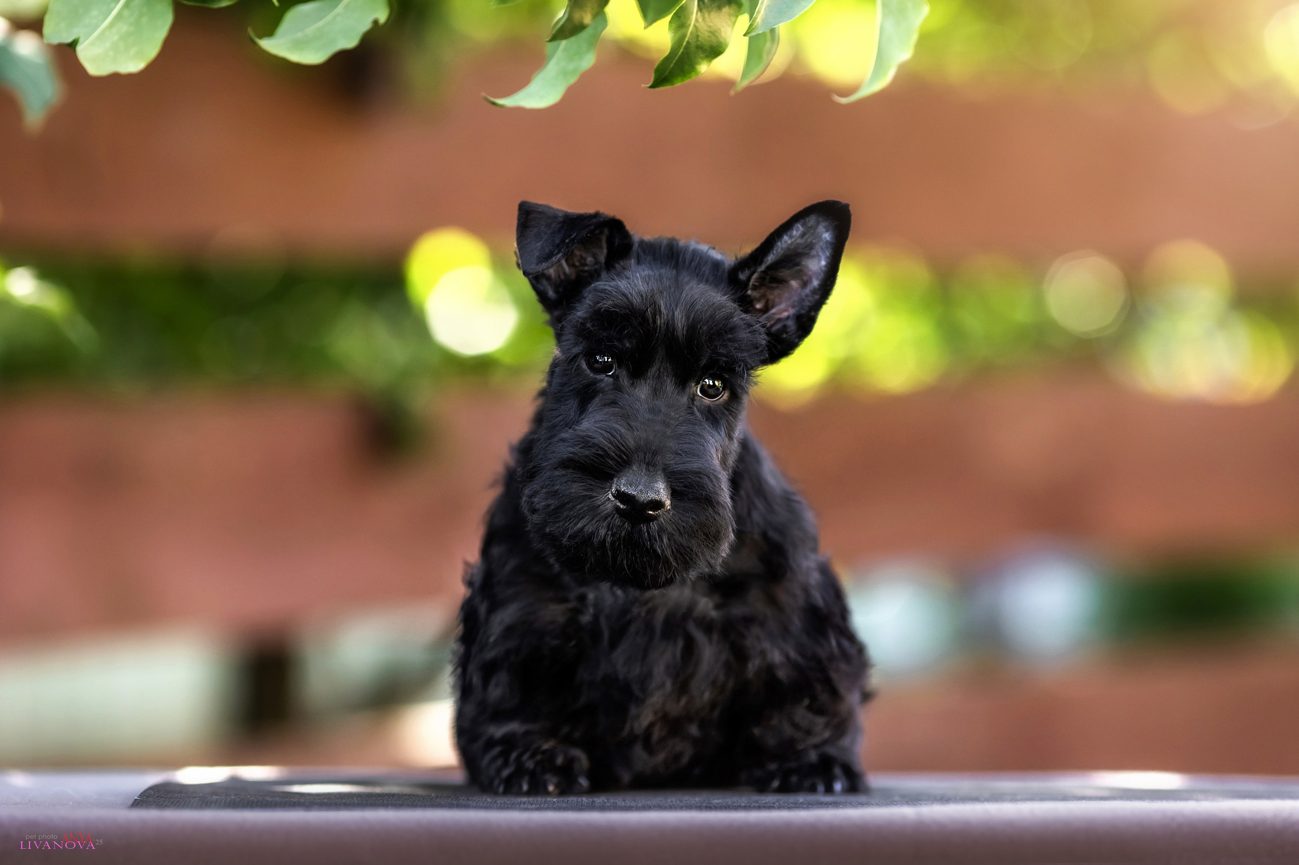Скотчики. Фотограф анималист Аня Ливанова | Рыбинск