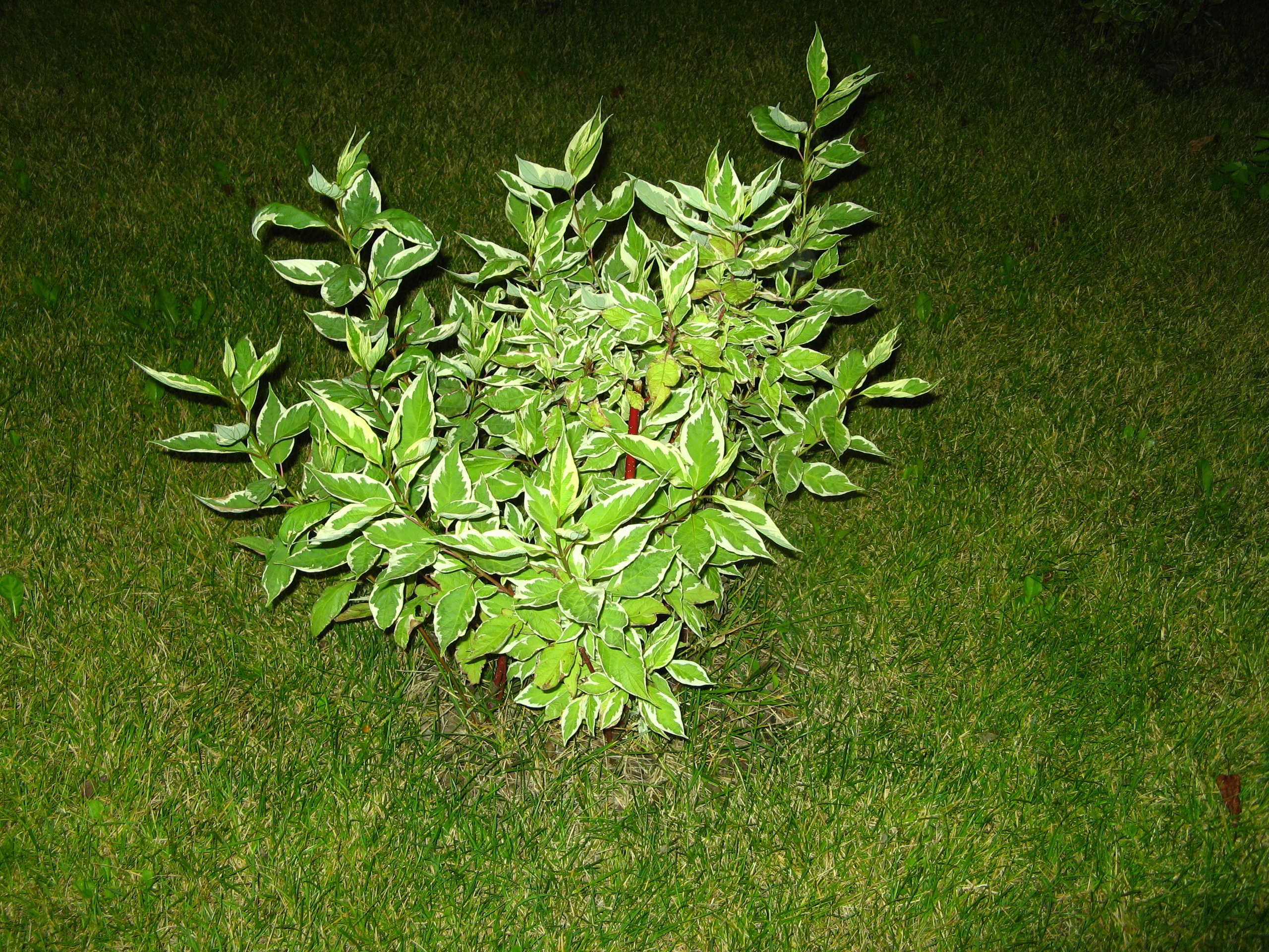 Август 2025. Den Mirov — Фотограф, Музыкант