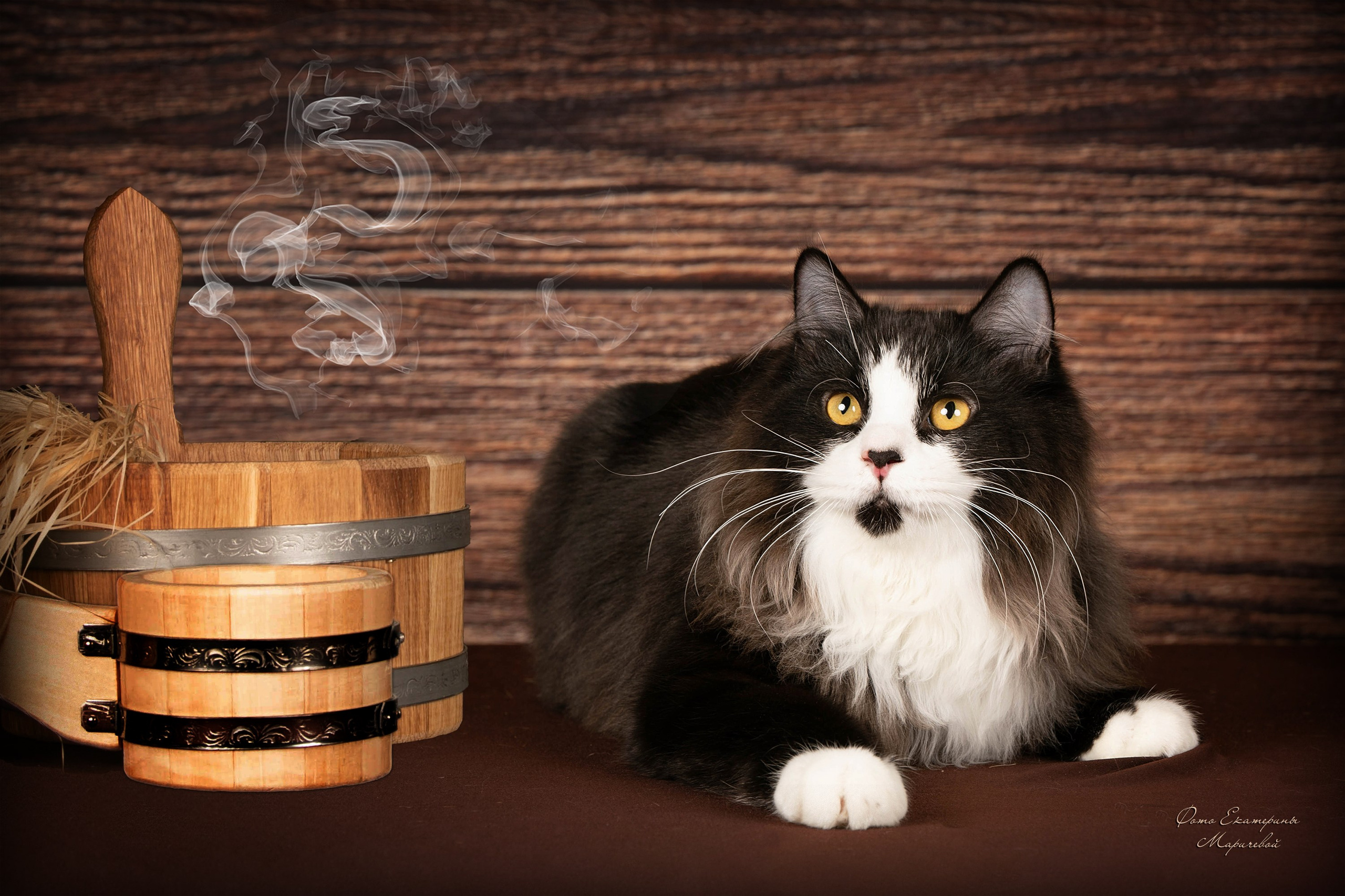 Стендовая съёмка на выставках кошек. Фотограф-анималист в Омске Екатерина Маричева