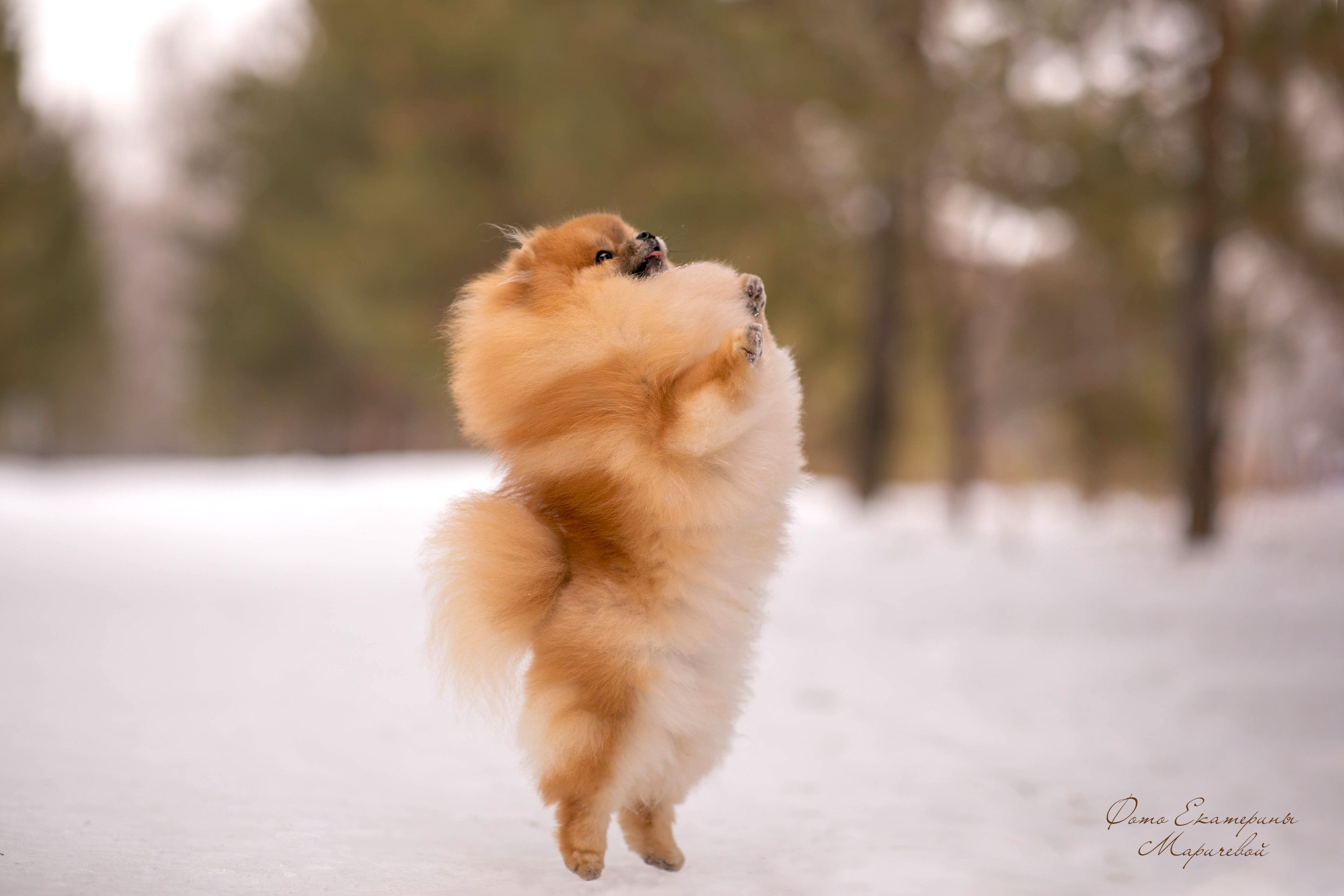 Выездная съёмка с естественным светом. Фотограф-анималист в Омске Екатерина Маричева