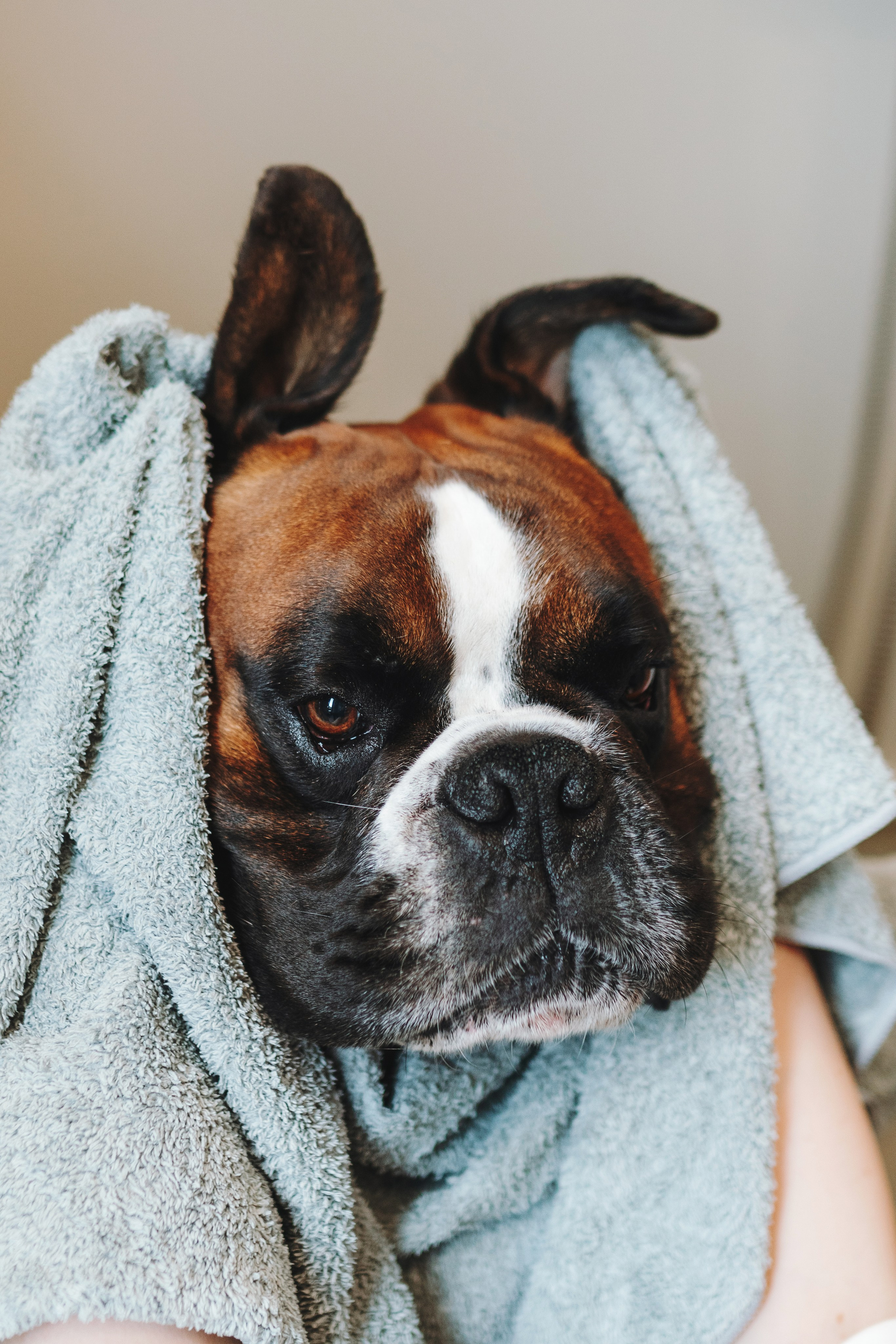 Груминг-салон. Фотограф анималист Осипчикова Мария