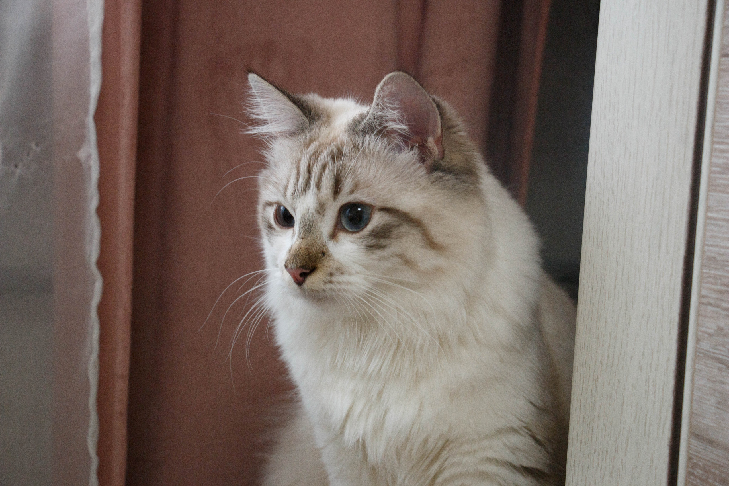 Kristina & Miya. Бережно сохраняю ваши чувства и истории на своих фотографиях