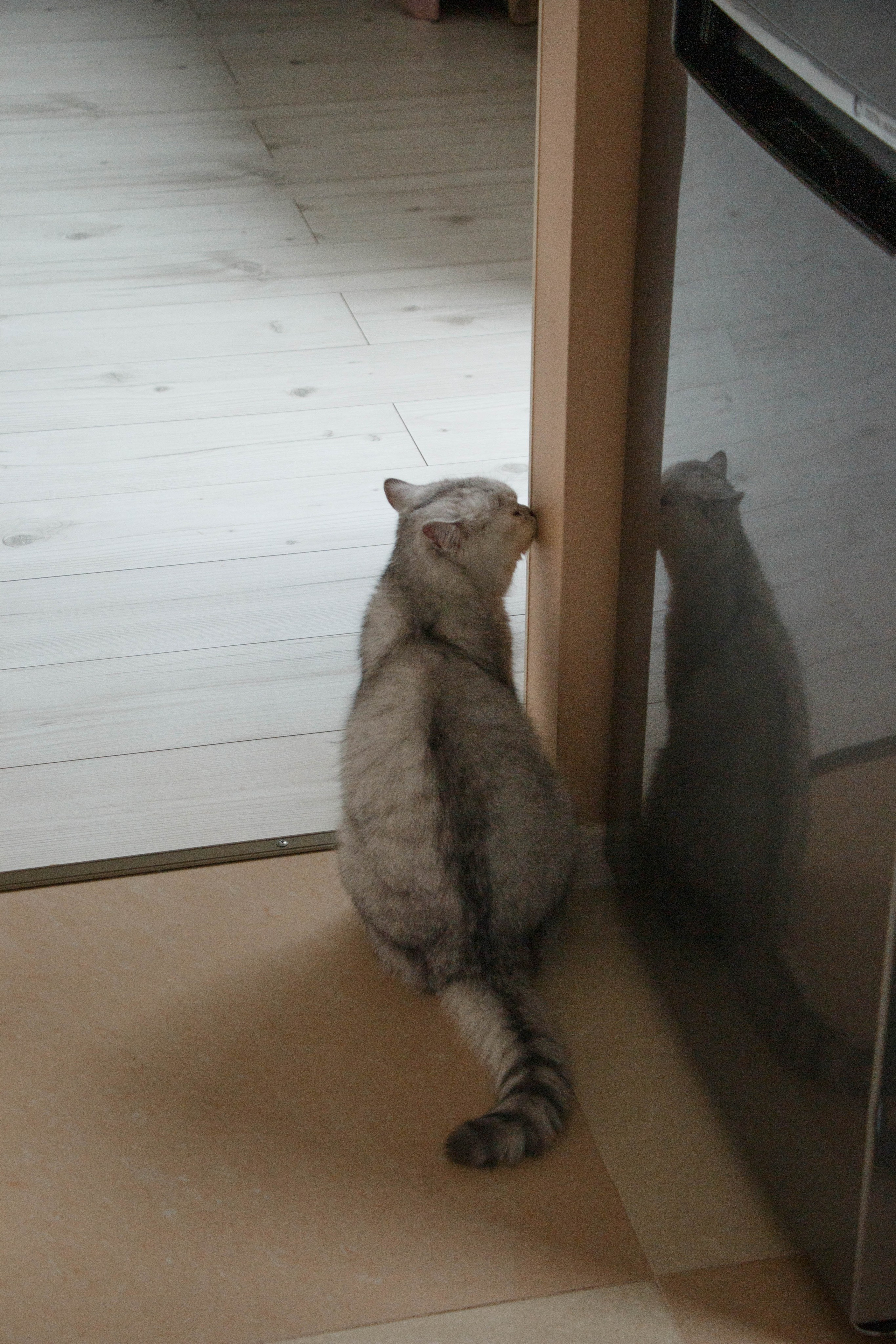 NASTYA & KITTI. Бережно сохраняю ваши чувства и истории на своих фотографиях