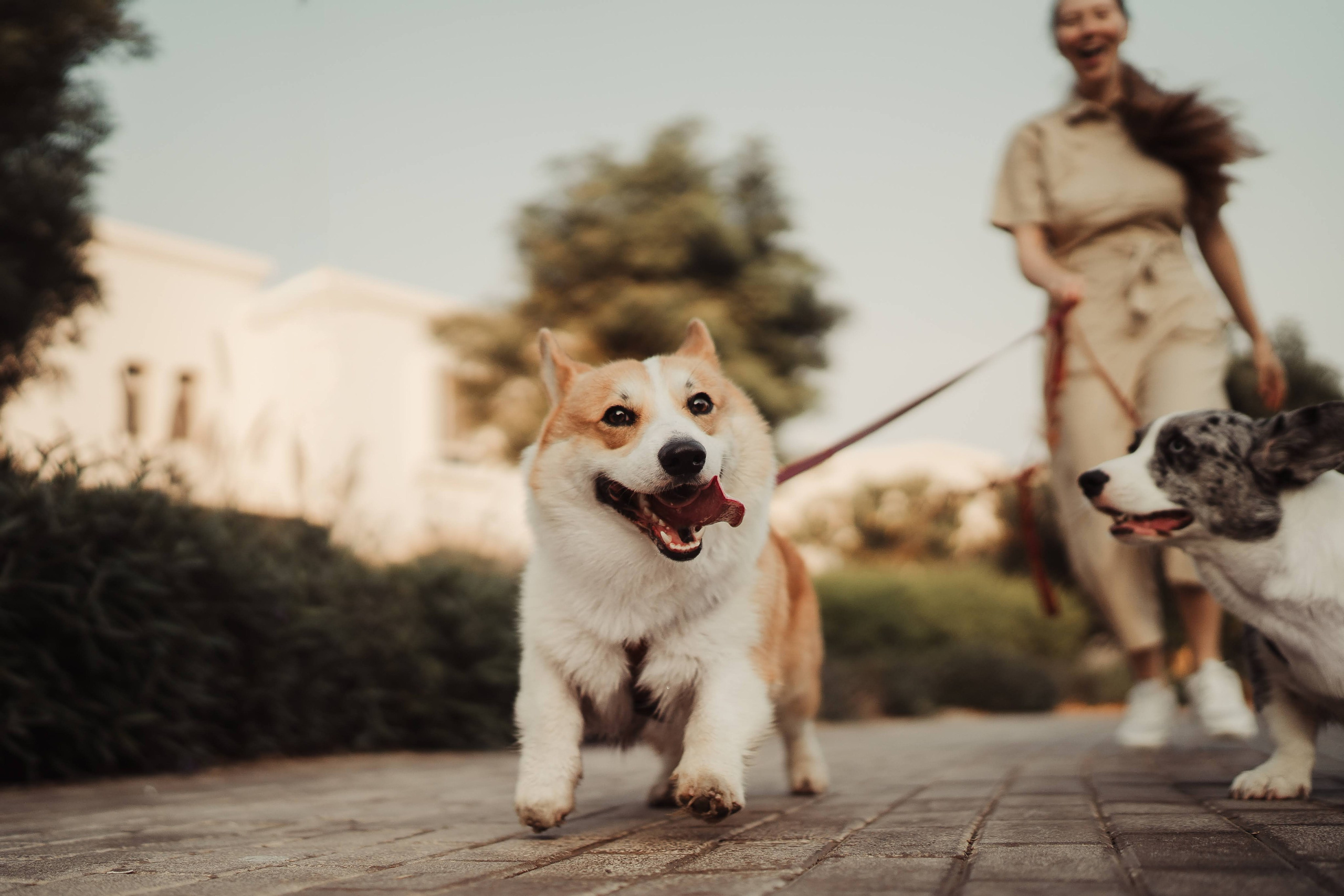 Photos from different sessions. Photos of you and your pet