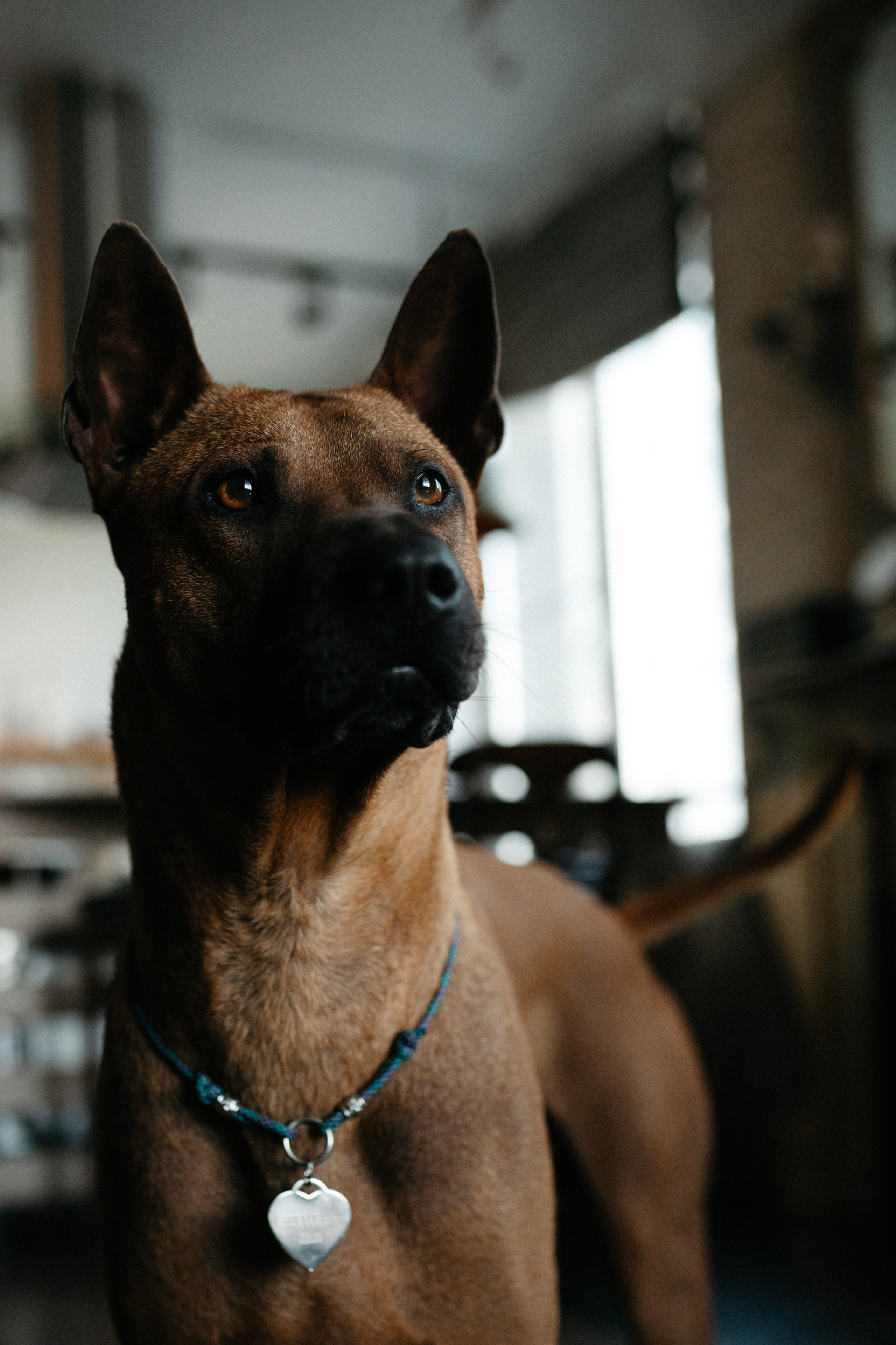 Оксана и Зевс. Фотограф анималист в Москве Ольга Агушева