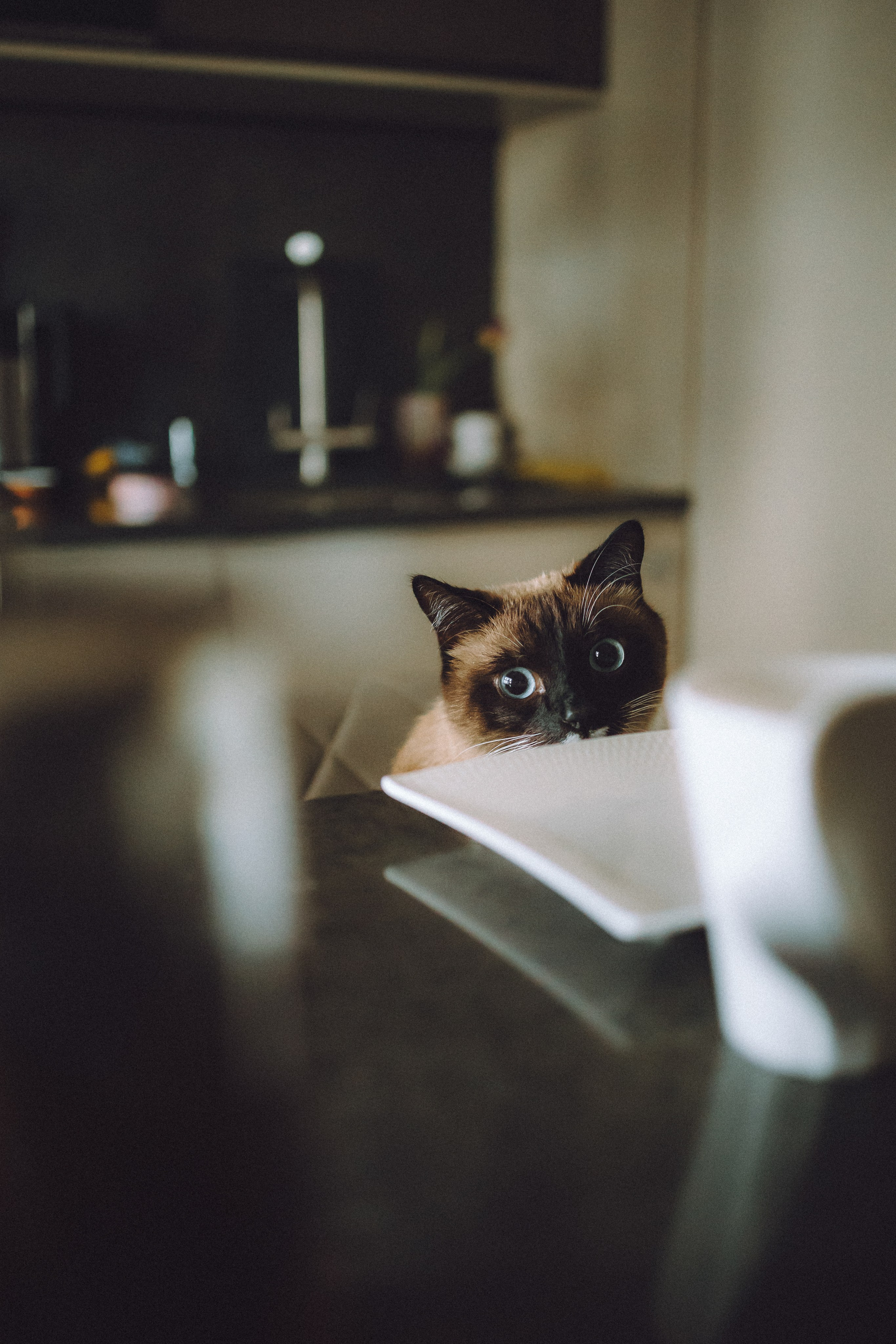 Наташа, Маруся и Зефир