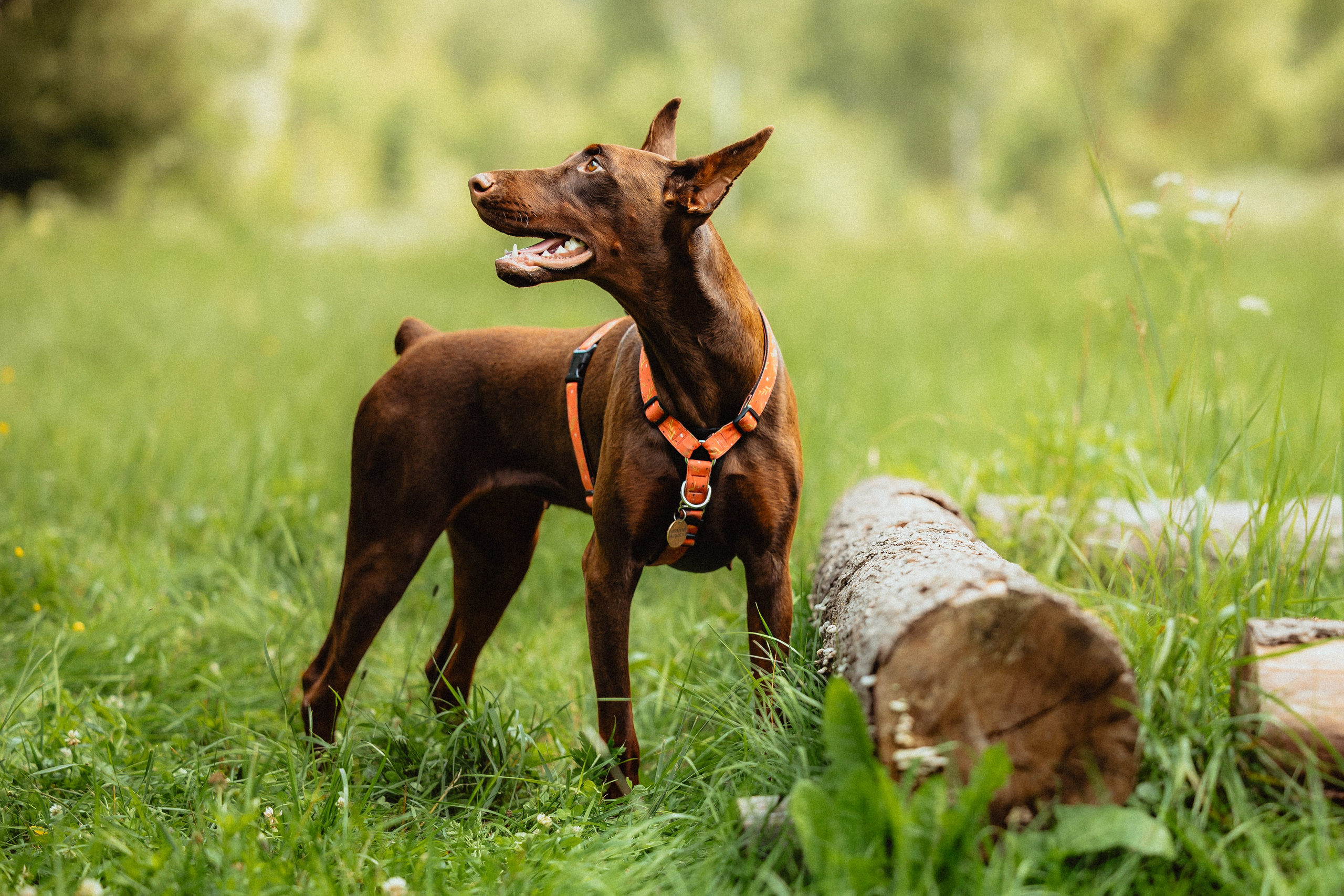 Выездной дог-тренинг от школы «Шерсть имею»