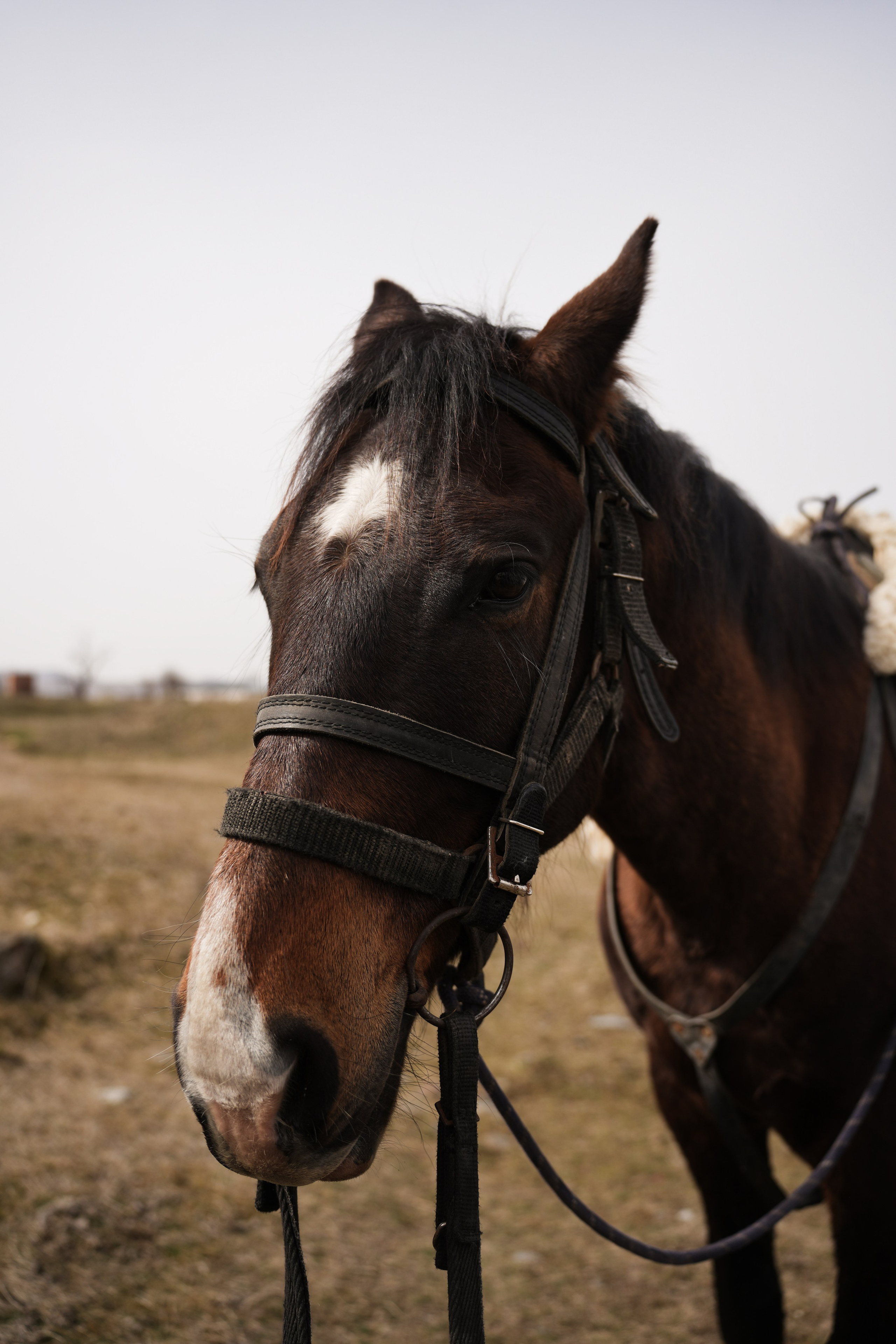 Кавказ. Анна Жукова — Режиссёр кино и цирка, сценарист, фотограф