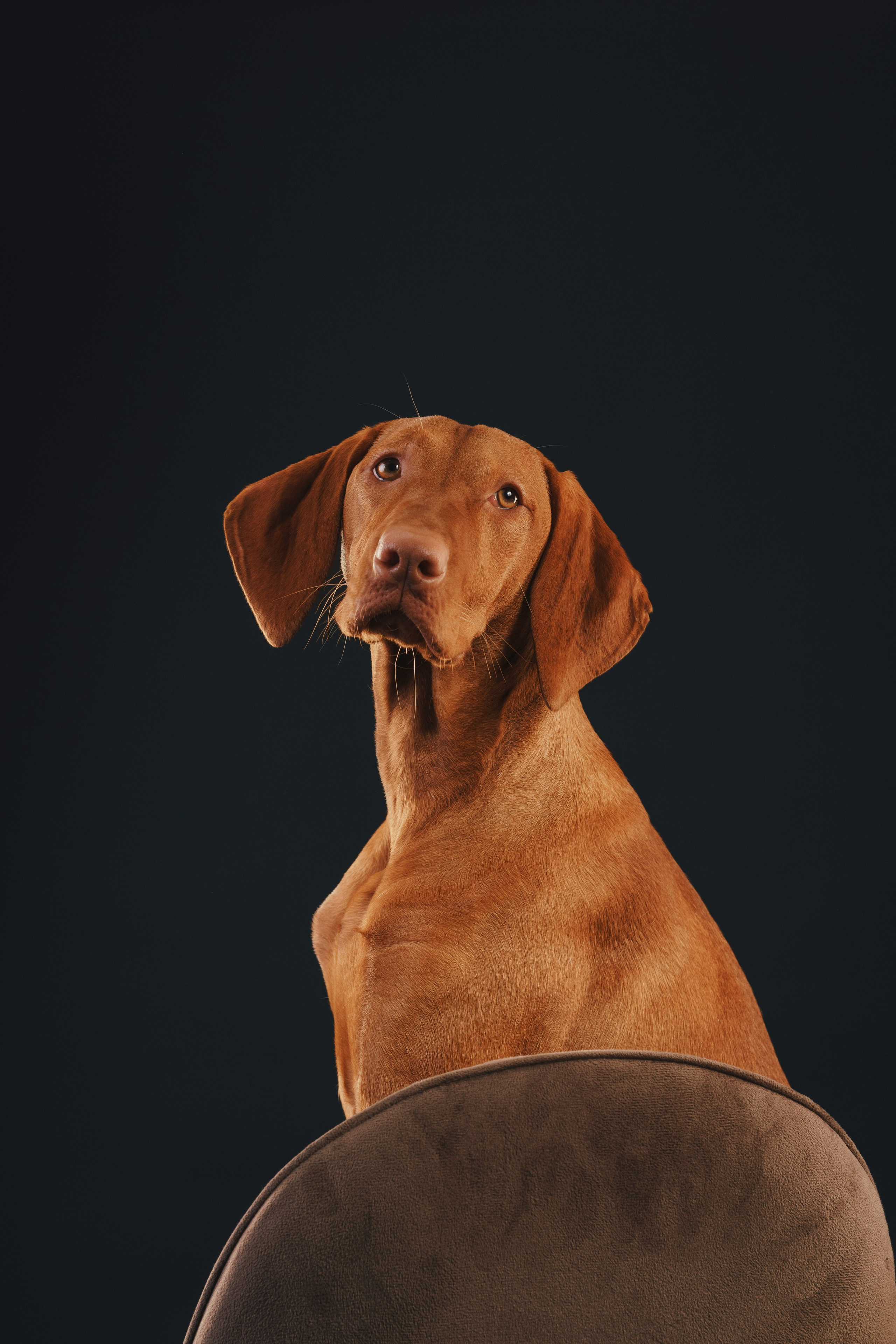 Выжла Гая. Фотограф анималист Осипчикова Мария