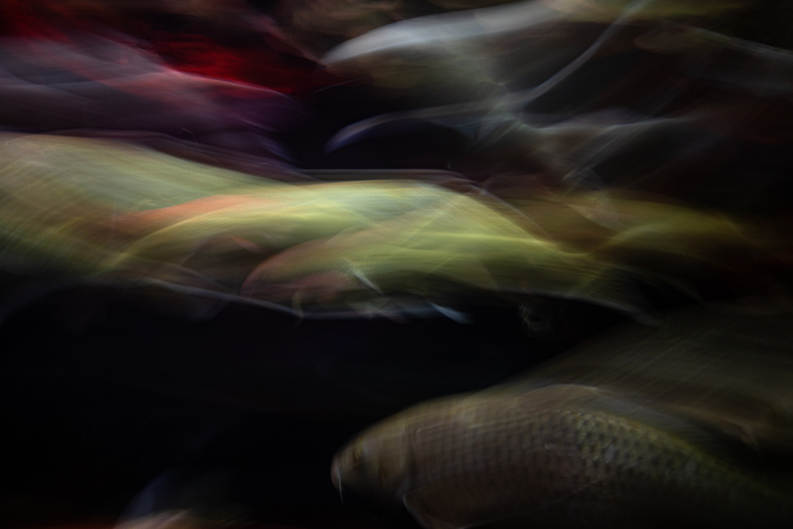 Рыбопись 2024. Яна Каменская