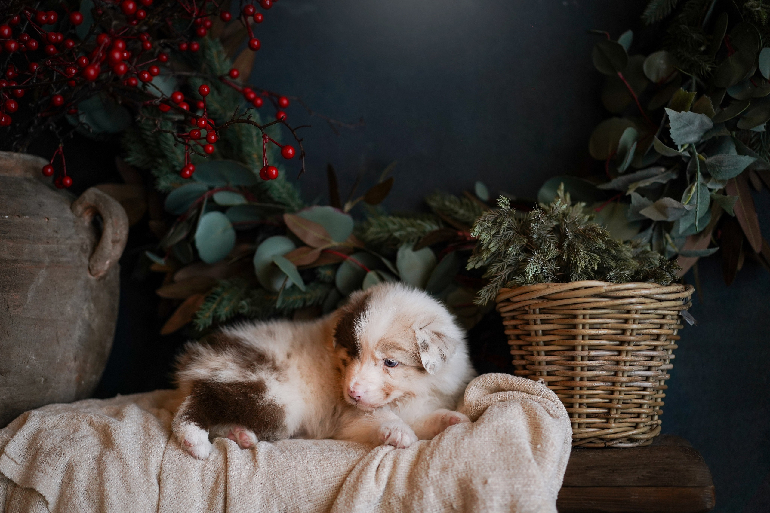 Щенки австралийской овчарки. Фотограф-анималист в Санкт-Петербурге Яна Мартынова