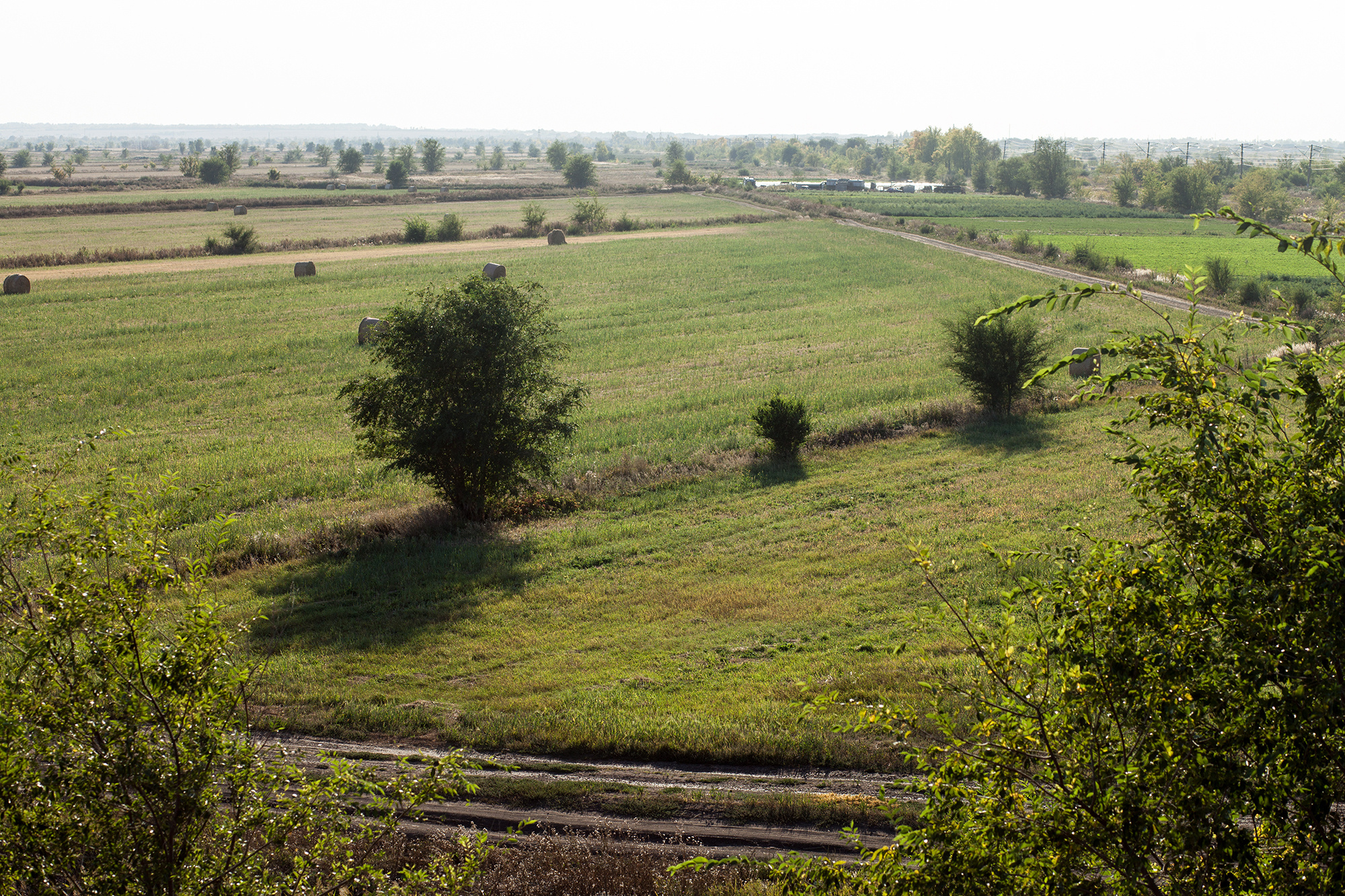 Поле. Фотограф Усольцева Ольга