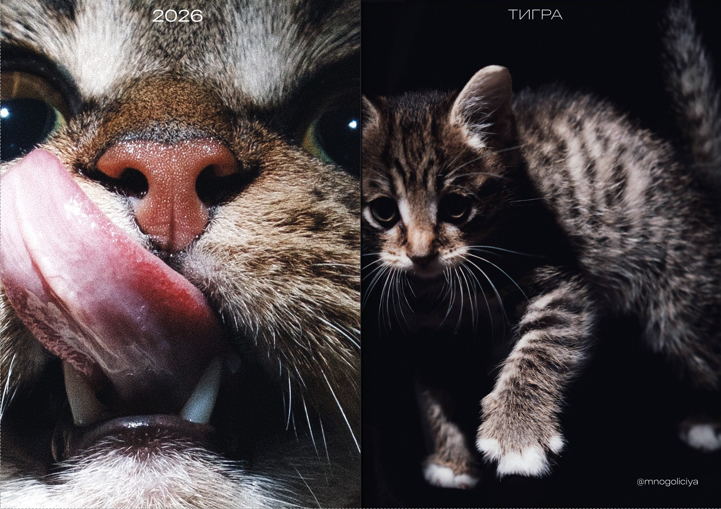 Тигра. Фотограф Хабаровск София Кузнецова