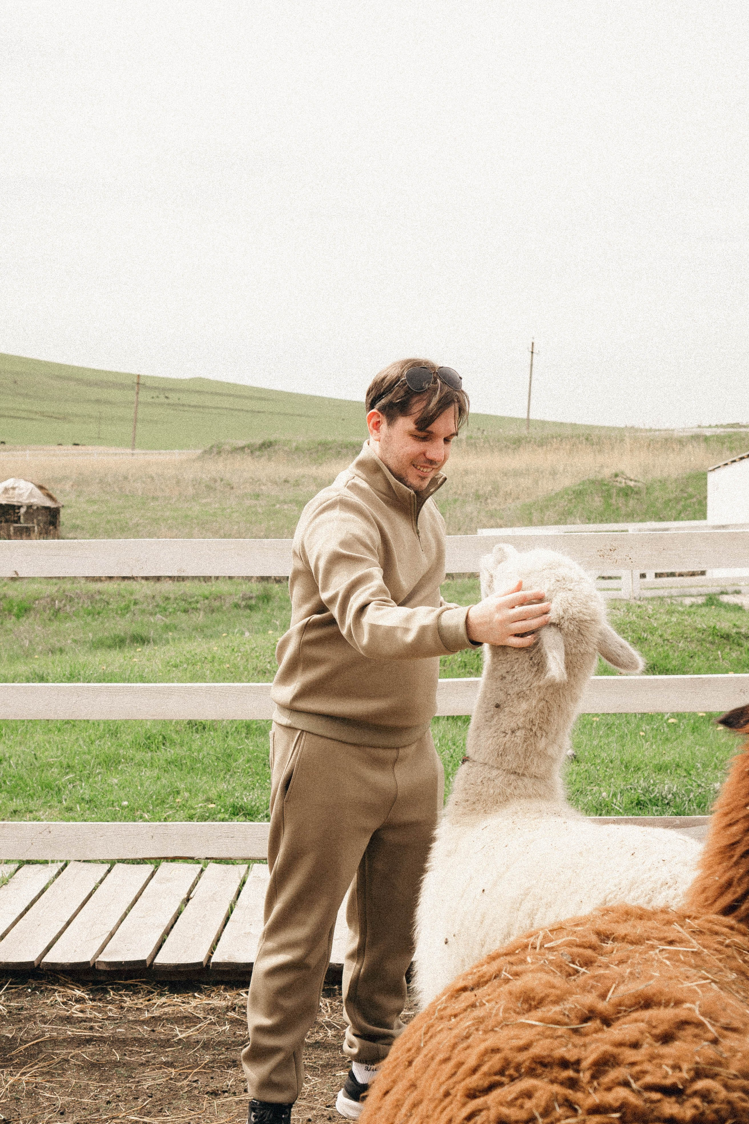 Ферма Альпак. Профессиональный фотограф, Санкт-Петербург — Виктория Богомолова