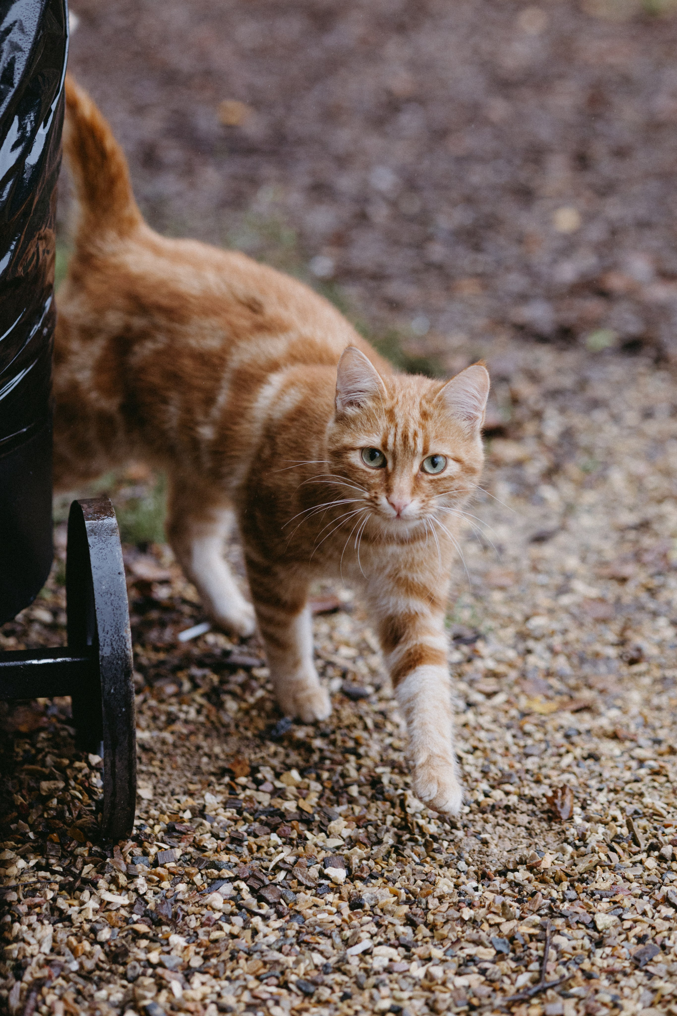 Новые земли. Про любовь