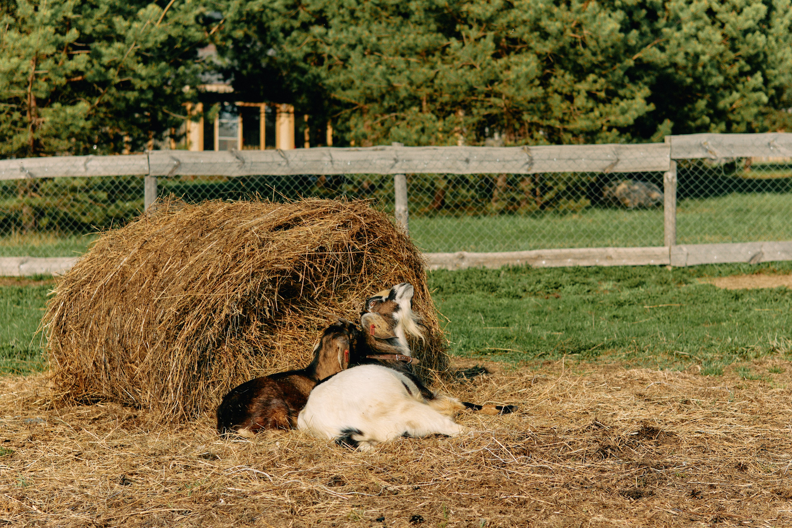 Бутик-отель Поле летом. Профессиональный Фотограф во Владимире, в Москве и в Суздале — Полина Романычева
