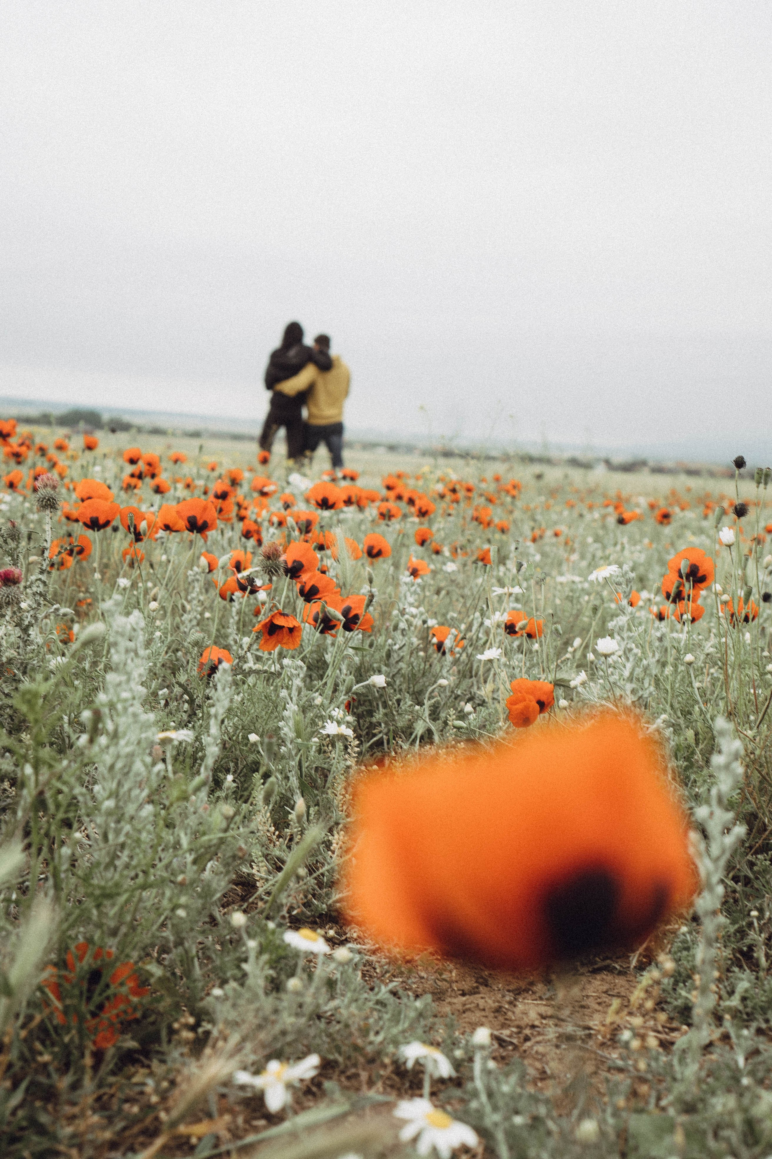 Любовь в маковом поле. Профессиональный фотограф, Санкт-Петербург — Виктория Богомолова